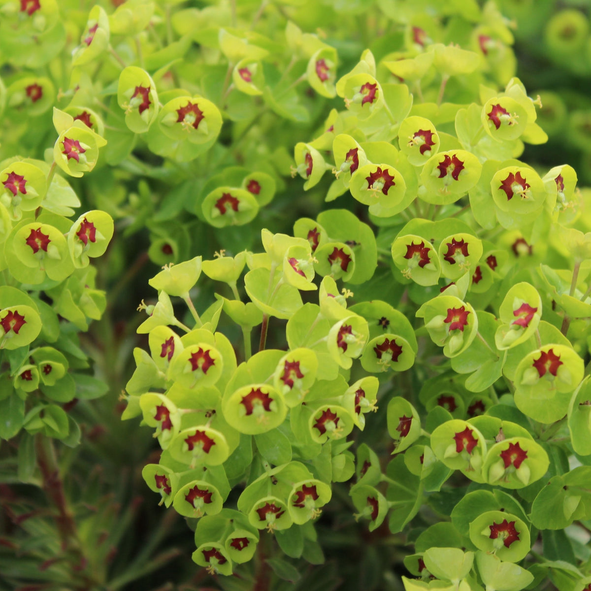 Euphorbia x martinii &#39;Tiny Tim&#39; (9cm/2L) features dense clusters of bright green flowers with red centers among lush green foliage. This evergreen perennial has unique circular blooms and is highly drought tolerant.
