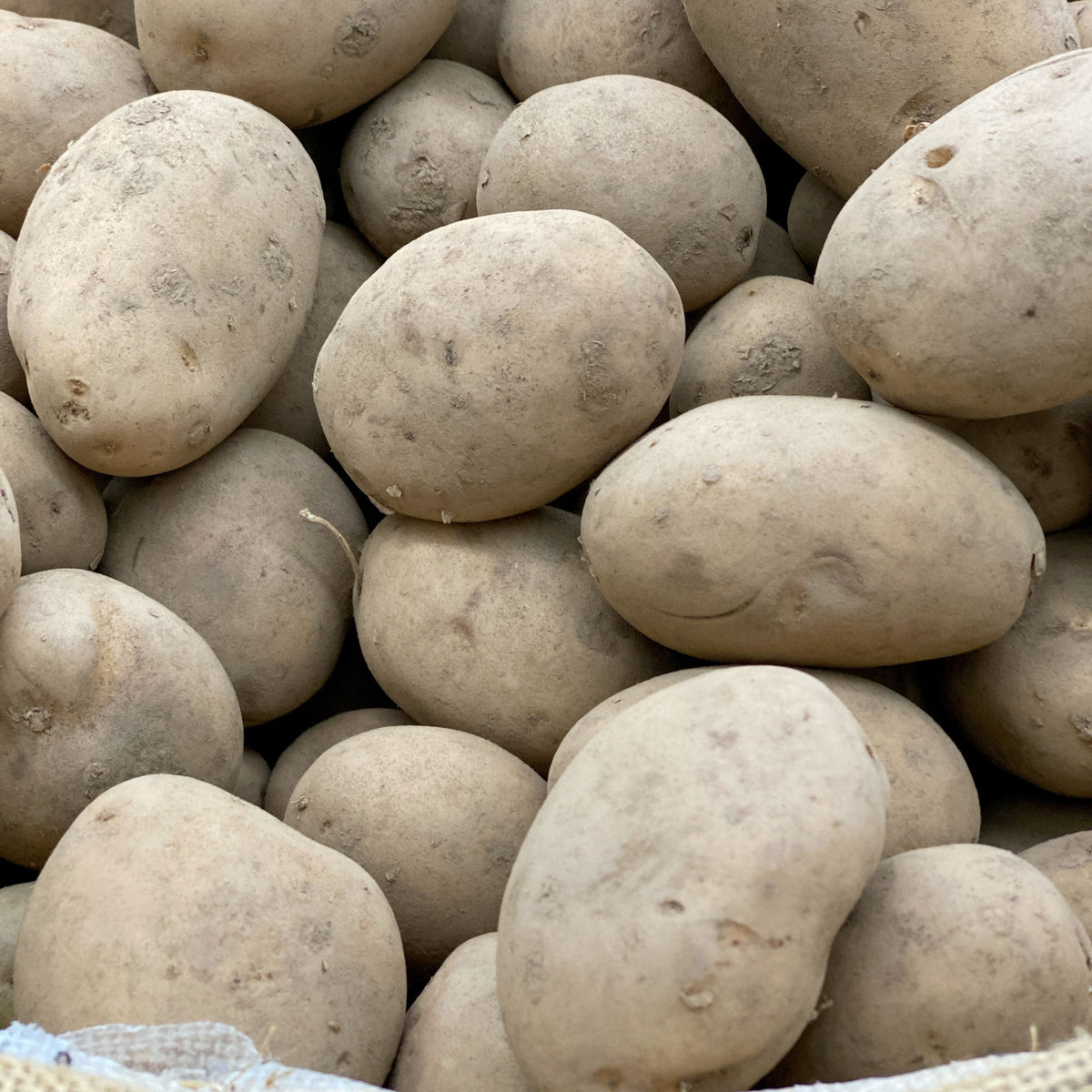 A close-up of fresh, unwashed Maris Peer Seed Potatoes 2KG with rough, light brown skin and some blemishes. These high-yield potatoes are stacked together in a pile.