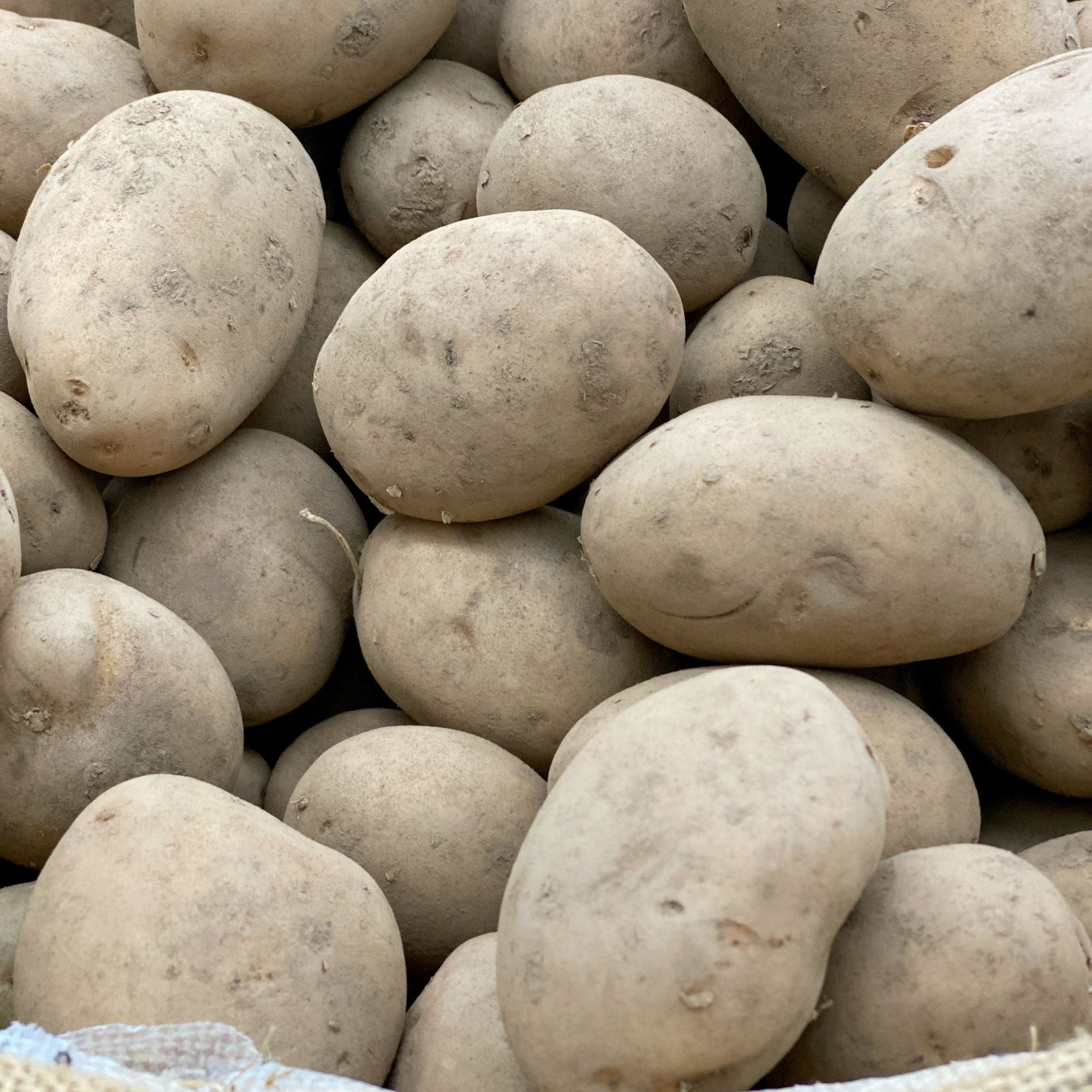 A close-up of fresh, unwashed Maris Peer Seed Potatoes 2KG with rough, light brown skin and some blemishes. These high-yield potatoes are stacked together in a pile.