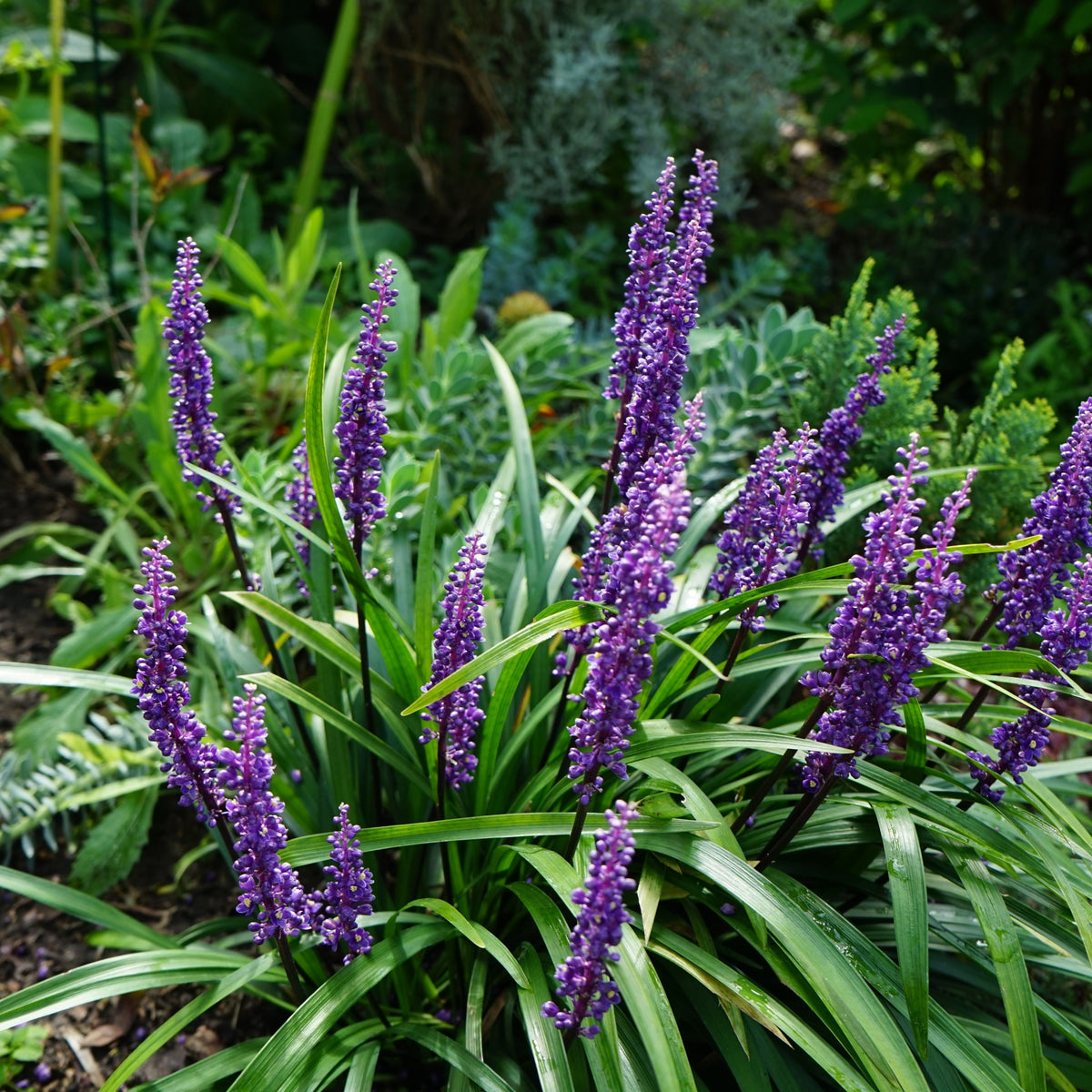 Liriope muscari &#39;MoneyMaker&#39; 1L is an evergreen perennial with long, grass-like green leaves and upright spikes of small purple flowers, making a striking ground cover for any lush garden.