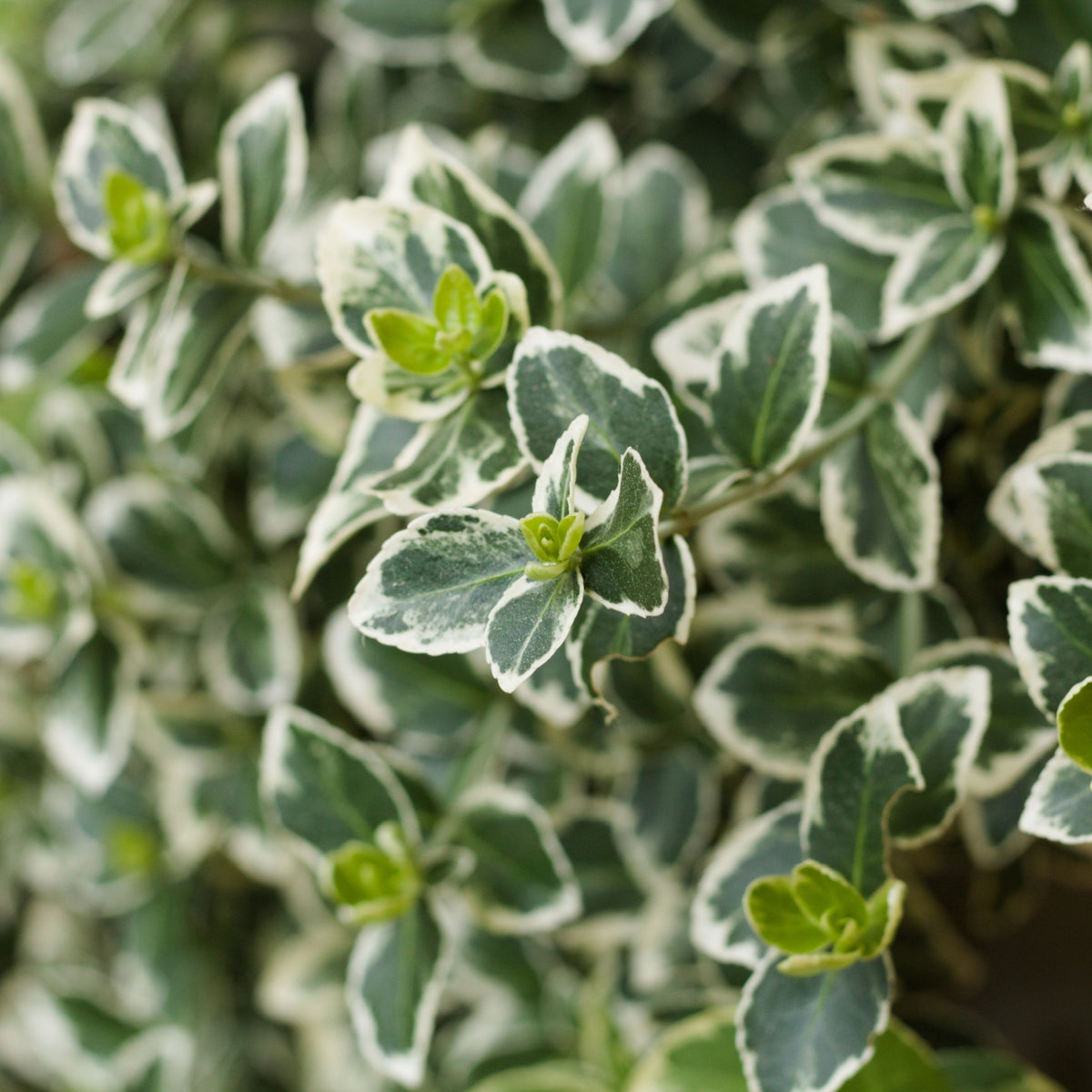 Euonymus japonicus ‘Kathy’ Tree – 50cm Stem