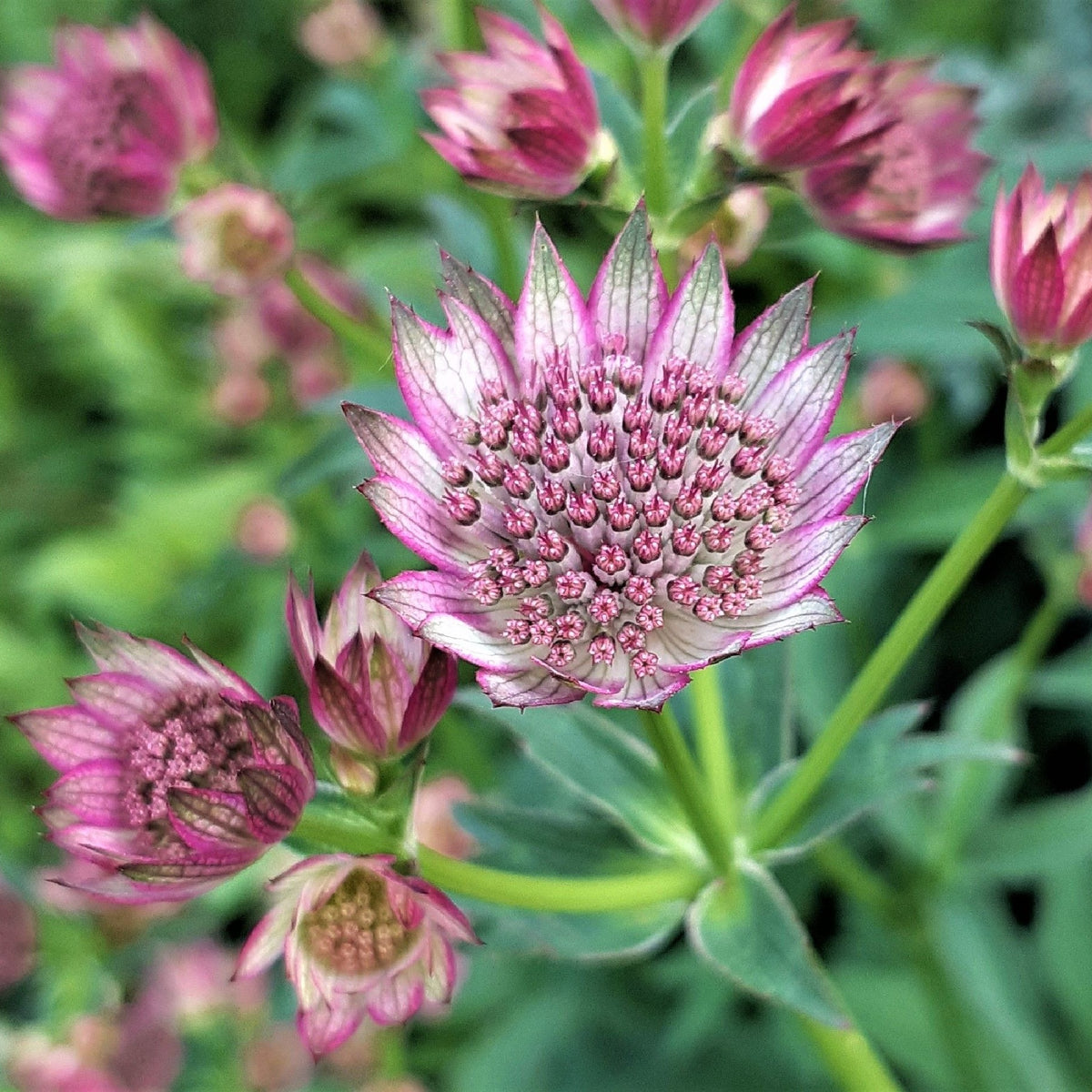 Close-up of Astrantia &#39;Star of Beauty&#39; 2L blooming pink and white with pointed petals, surrounded by buds and green foliage—an elegant perennial choice for any shade garden.