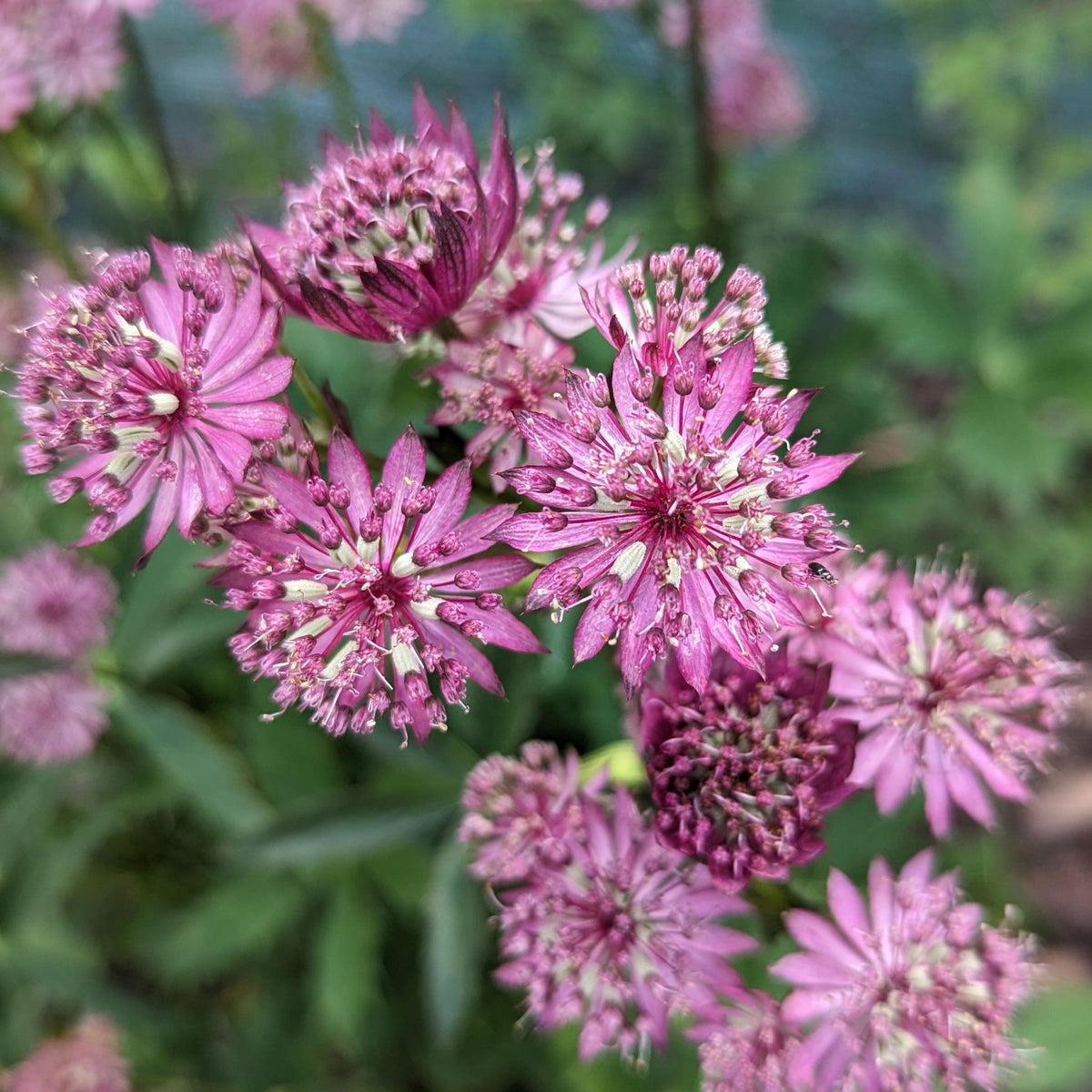 Close-up of Astrantia &#39;Star of Beauty&#39; 2L flowers in bloom, ideal for perennial shade gardens, with lush green leaves and soft, blurred background foliage.
