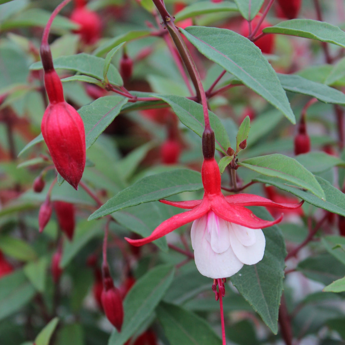 Hardy Fuchsia &#39;Madame Cornelissen&#39; 2L