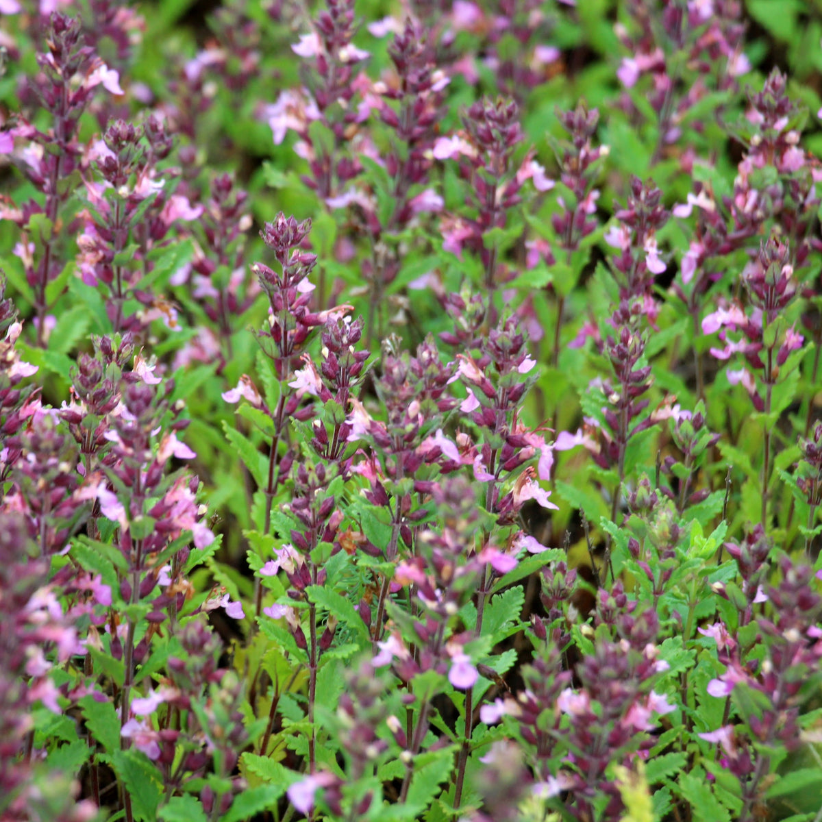 A field of densely packed pink and purple wildflowers with green, serrated leaves, including the drought-tolerant Teucrium x Lucidrys 9cm, creates a vibrant and colorful floral display.