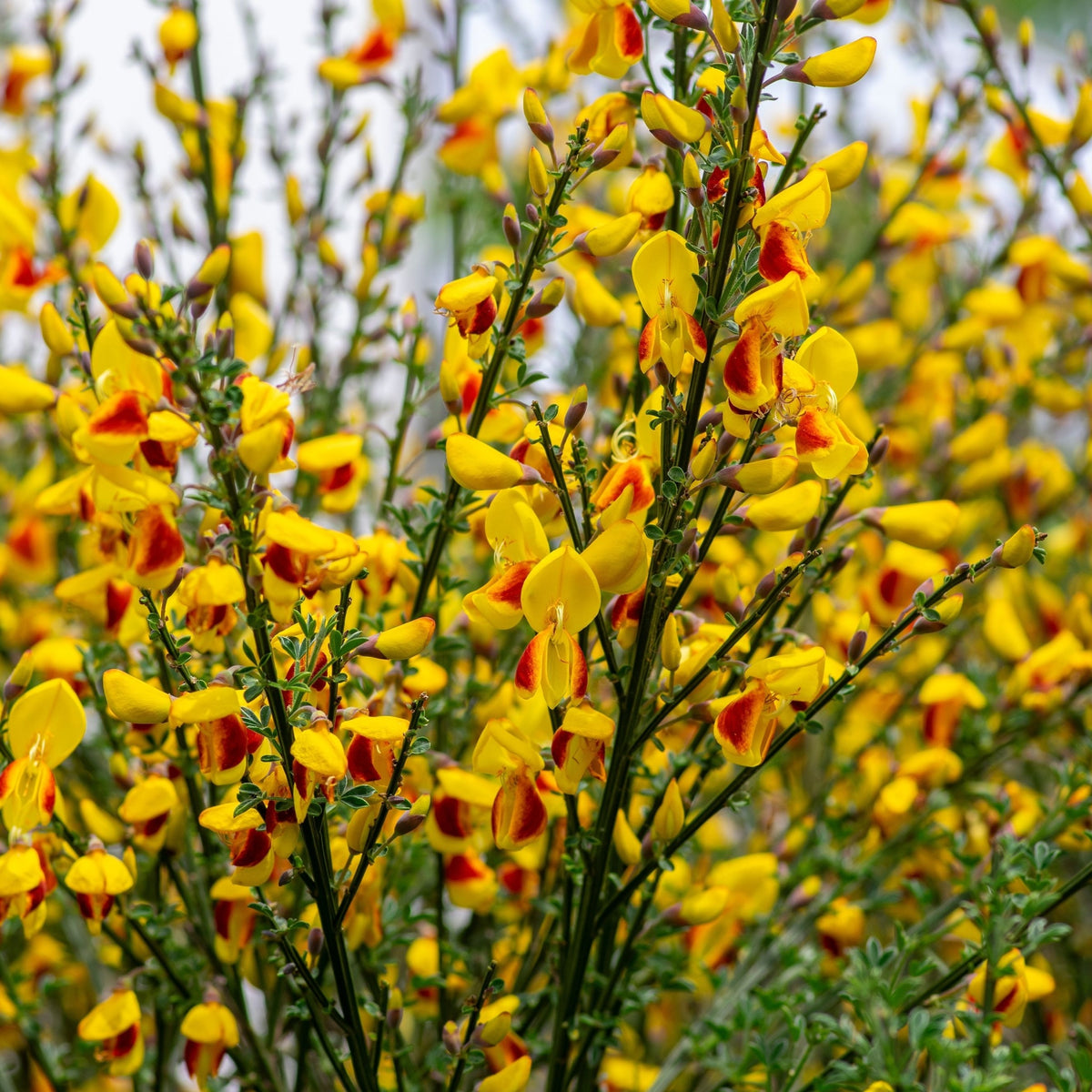 Cytisus &#39;Firefly&#39; 2L