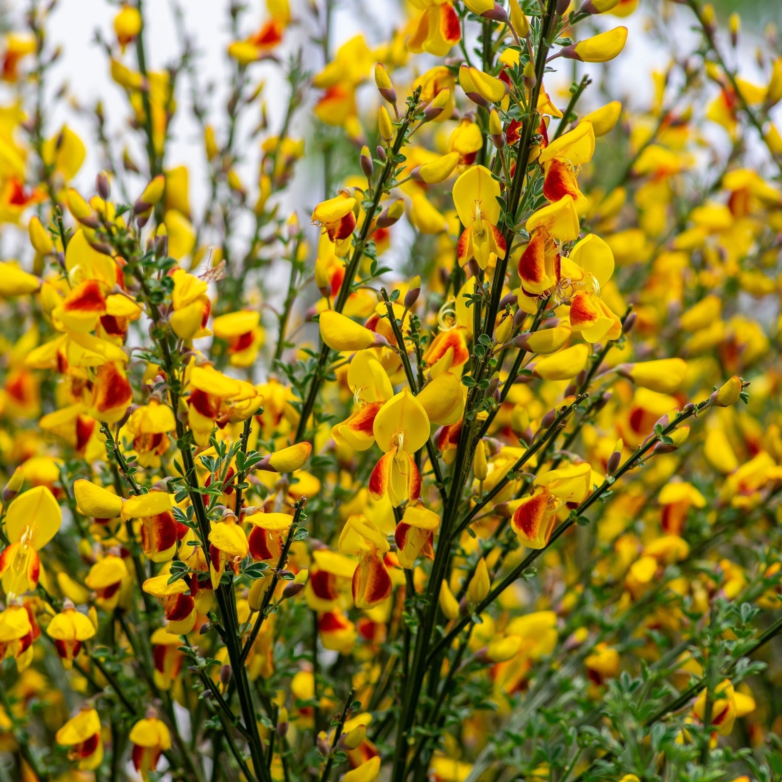 Cytisus 'Firefly' 2L