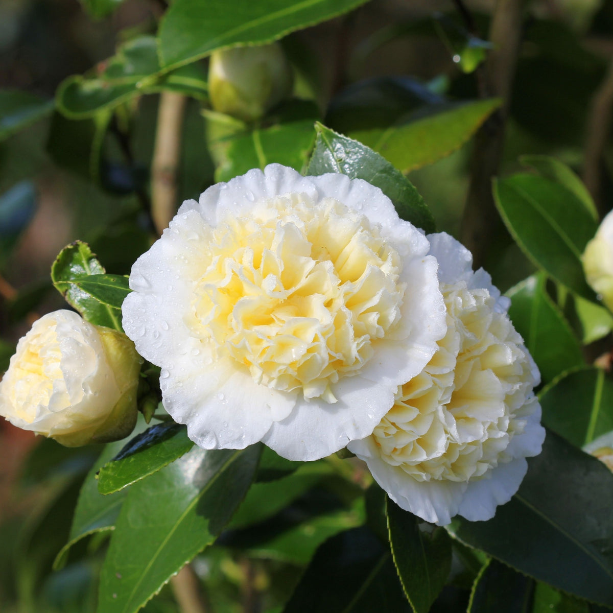 A close-up of Camellia &#39;Brushfield&#39;s Yellow&#39; 9cm (20-30cm high) shows its double yellow blooms among glossy green leaves and buds, highlighting this elegant evergreen shrub.