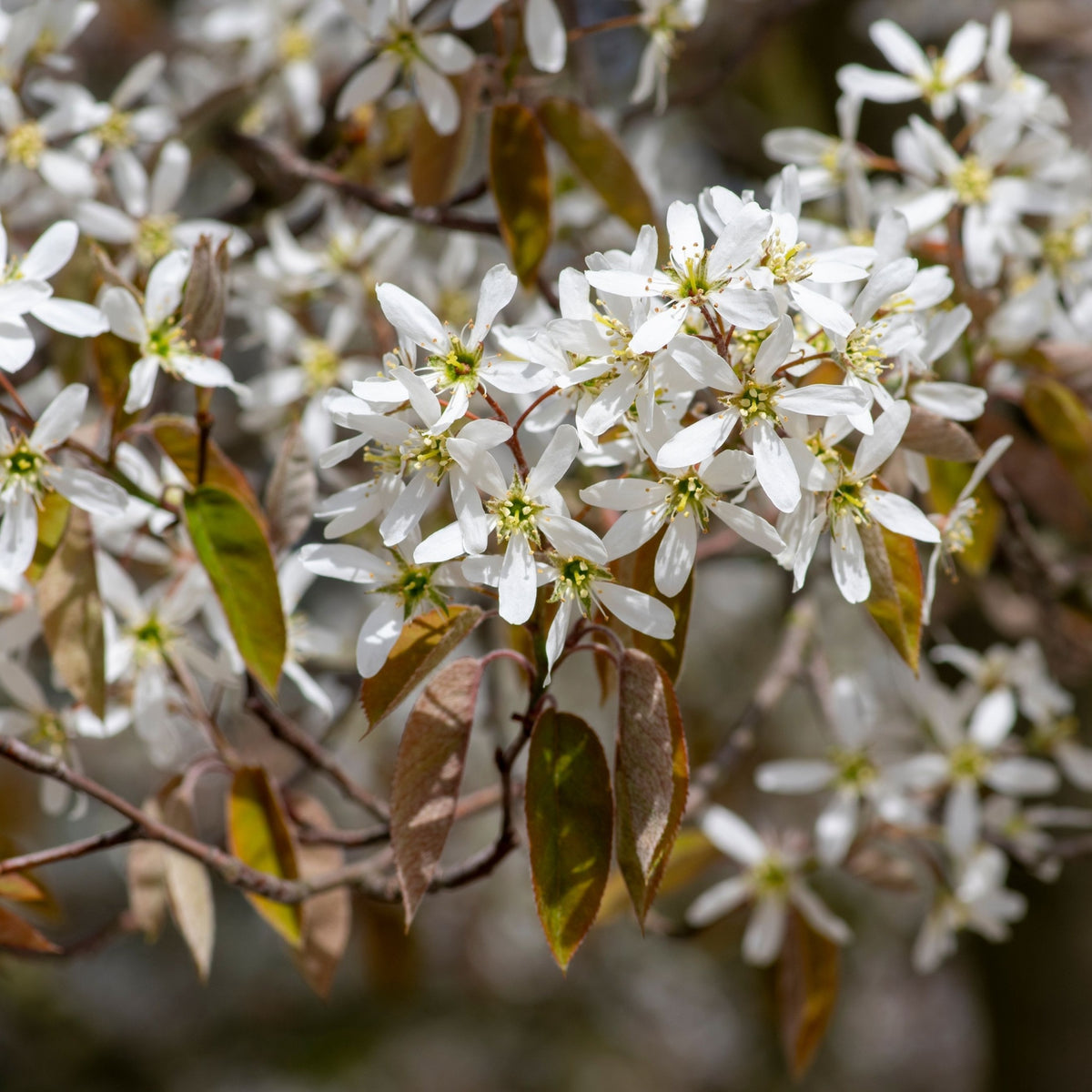 Amelanchier lamarckii 3.5L / 7.5L