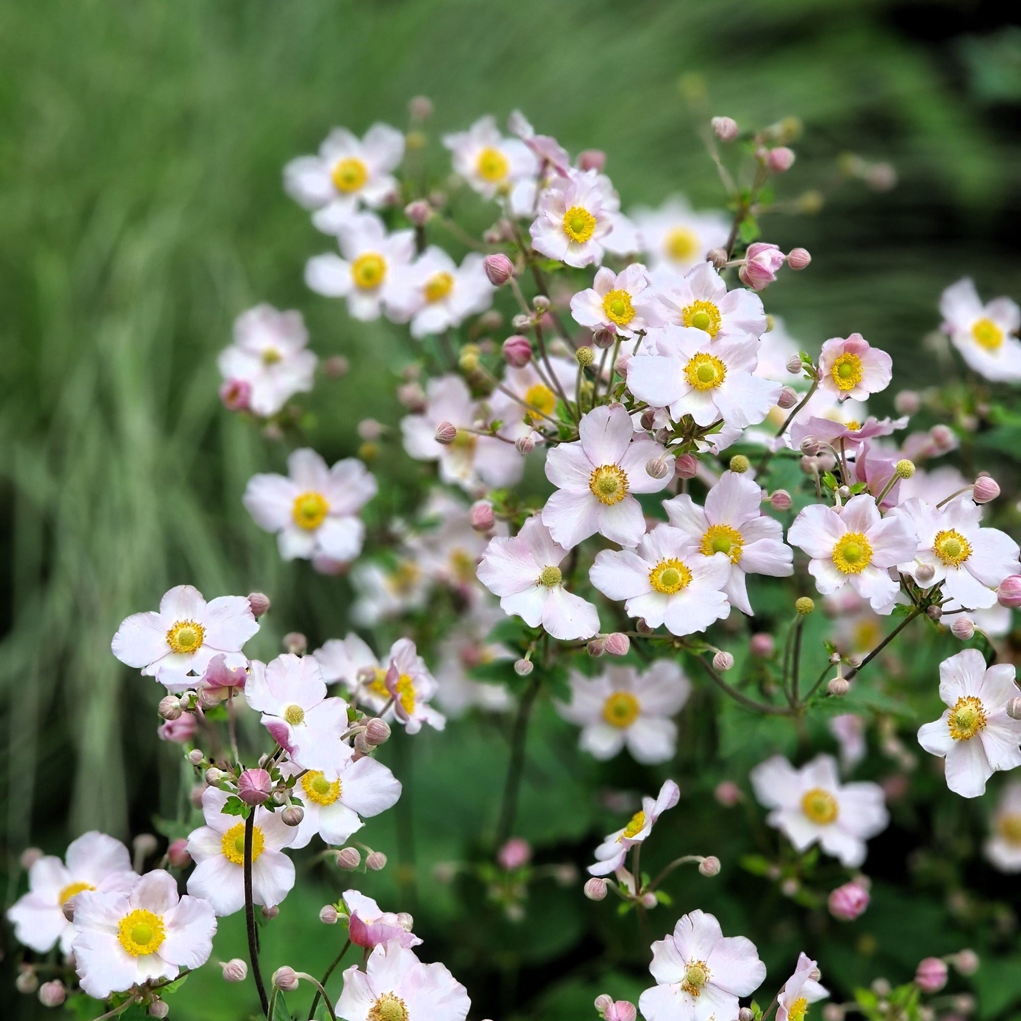 Anemone x hybrida 'Andrea Atkinson' (Young Perennial) PRE ORDER SPRING '26