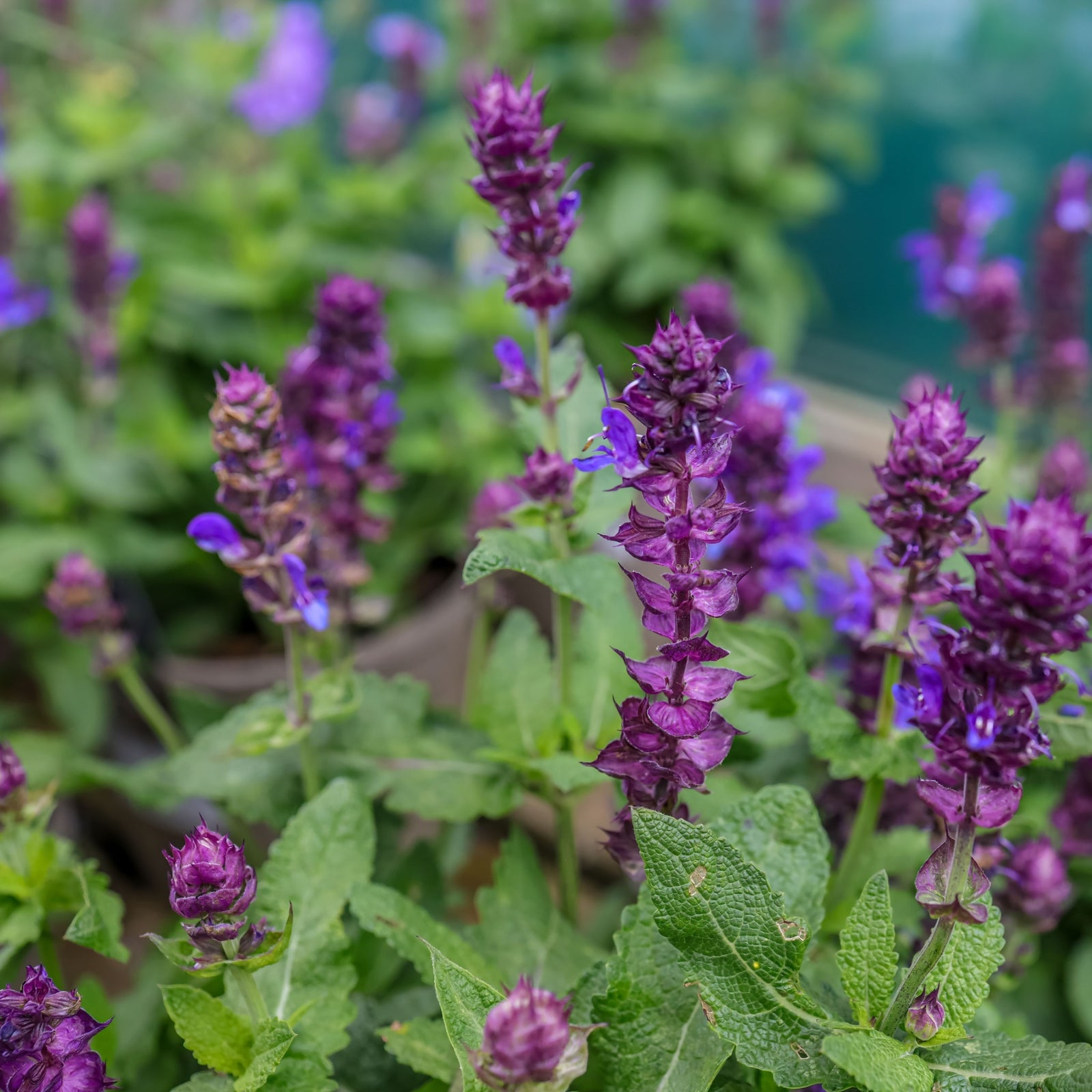 Salvia nemorosa ‘Blue Marvel’ 9cm is a bushy perennial with tall spikes of purple flowers and green leaves, flourishing best in mulch-covered soil.