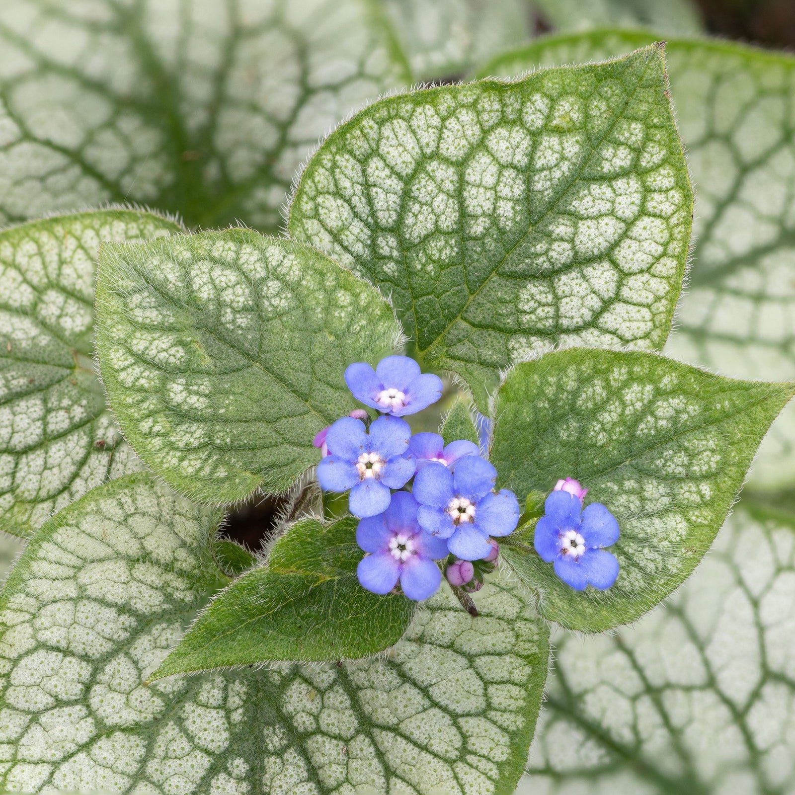 Brunnera Macrophylla Alexandria 2L