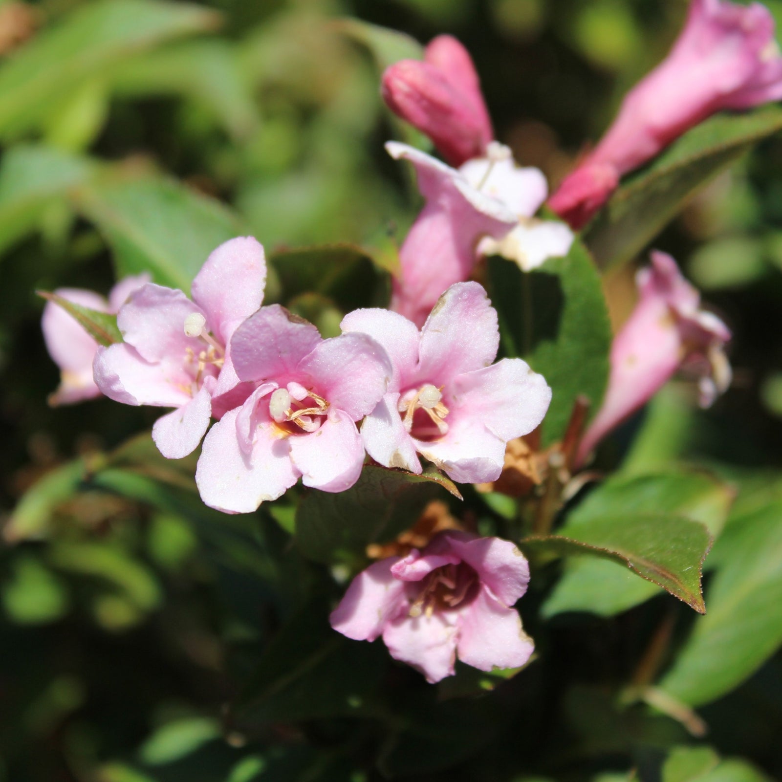 Close-up of pink flowers with yellow centers on the Weigela 'Pink Poppet' 9cm shrub, set against green leaves and captured in bright sunlight.