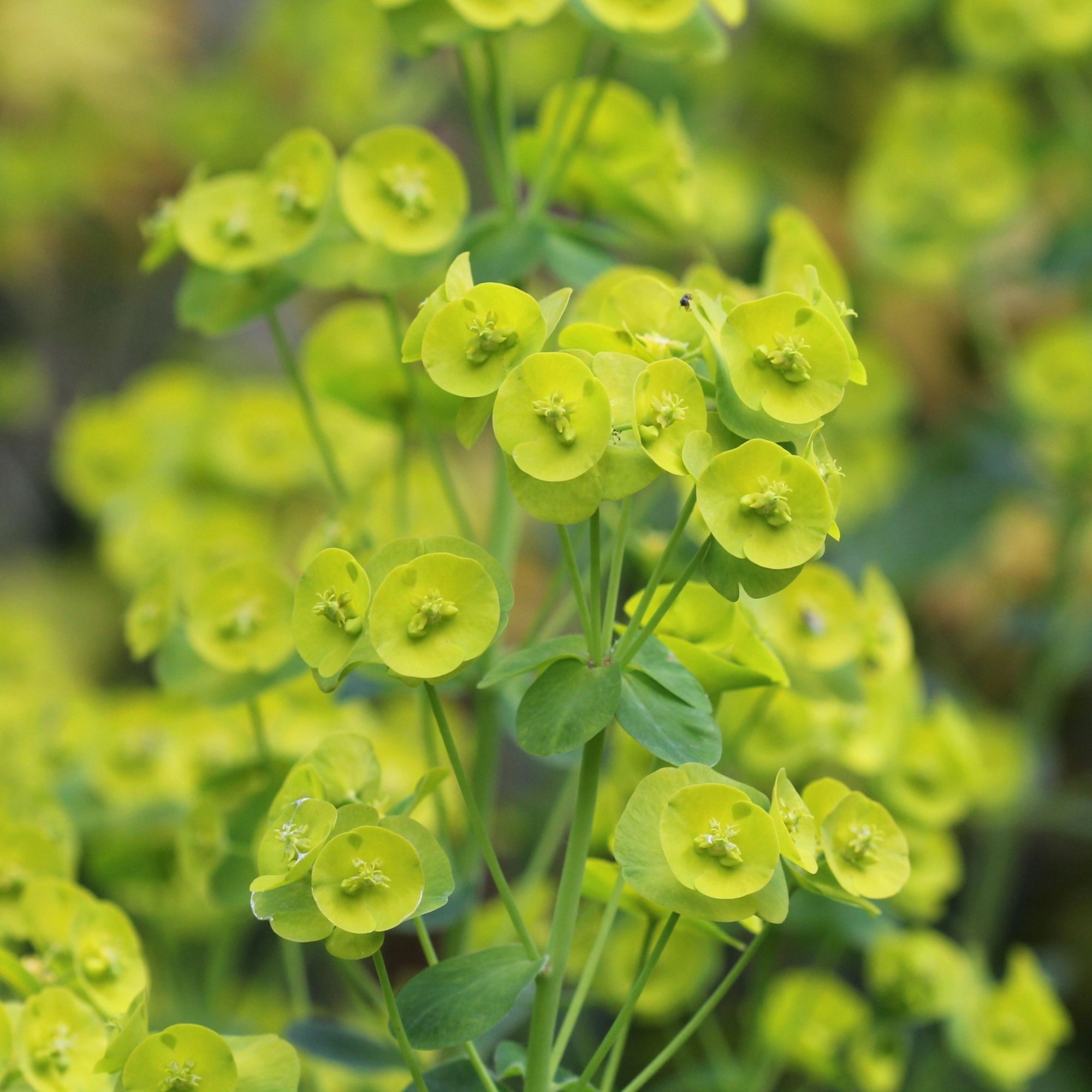 Euphorbia Robbiae 9cm Pot