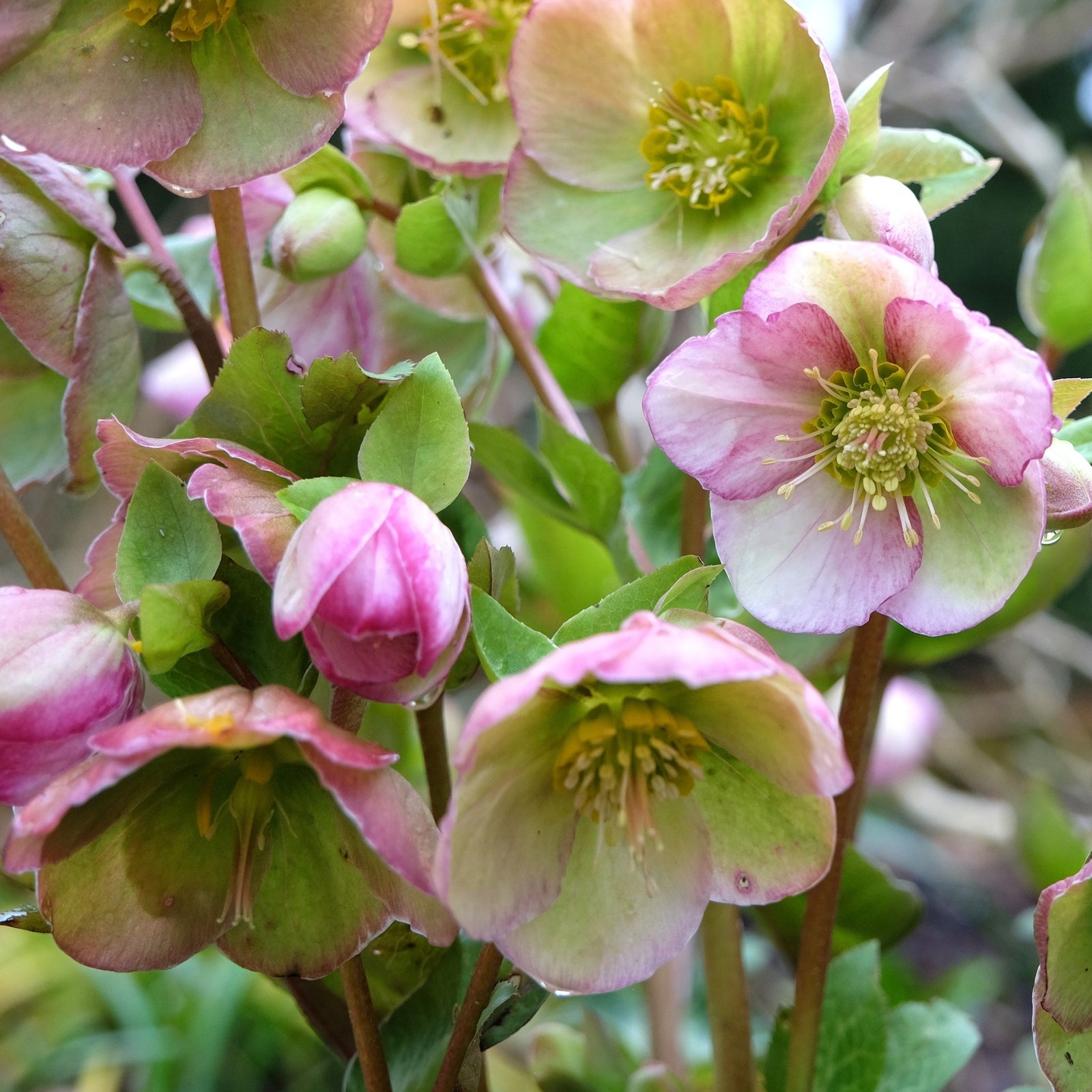 Hellebore 'Glenda's Gloss' 1L