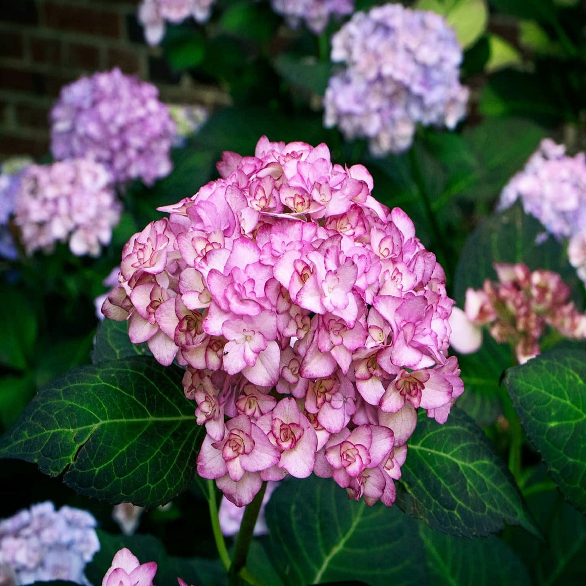 Hydrangea macrophylla &#39;Miss Saori&#39; 9cm