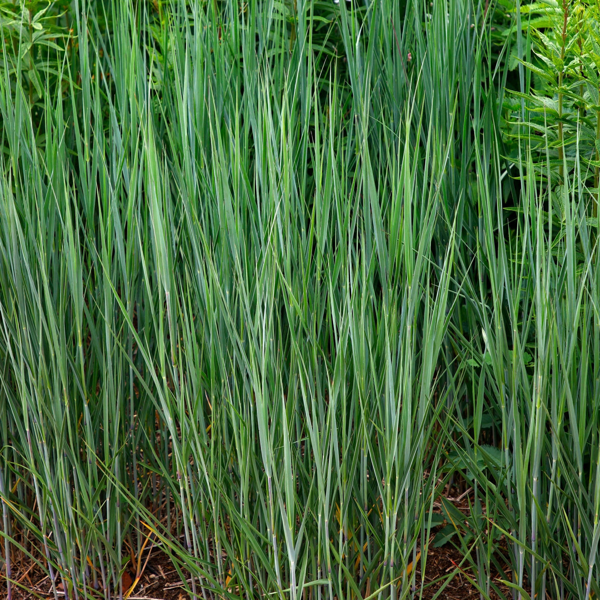 Panicum virgatum &#39;Heavy Metal&#39; 9cm