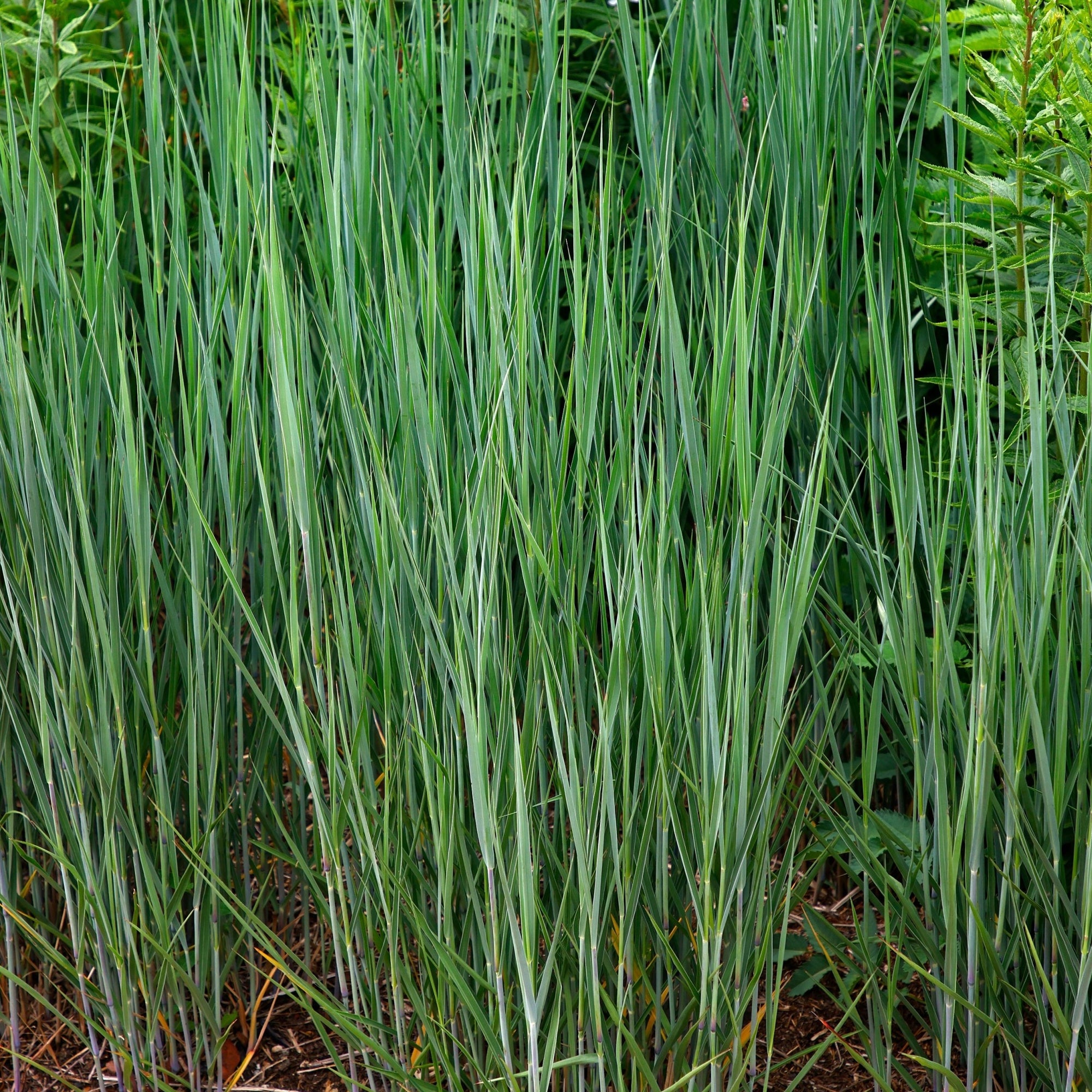 Panicum virgatum 'Heavy Metal' 9cm