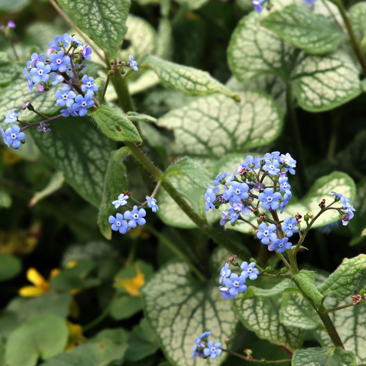 Brunnera &#39;Jack&#39;s Frost 9cm