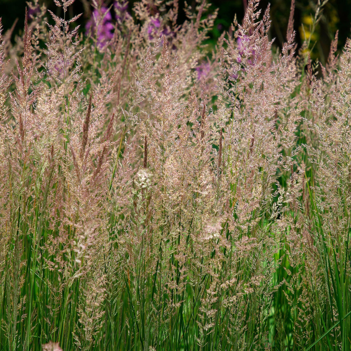 Graceful Calamagrostis x acutiflora &#39;Karl Foerster&#39; (9cm/2L) forms upright clumps of tall, slender grass with feathery, light brown seed heads, creating a lush, natural look with hints of purple flowers in the background.
