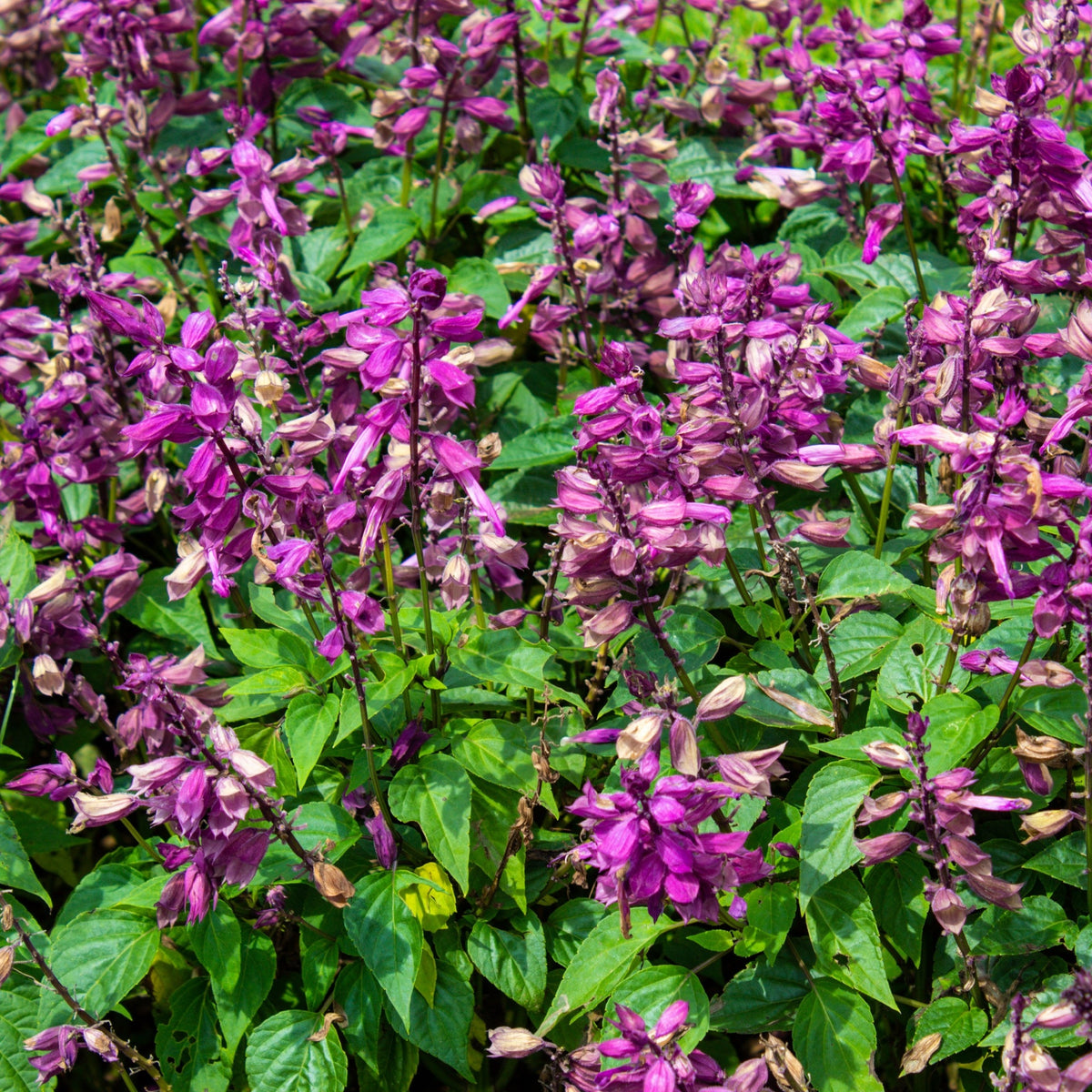 Salvia &#39;Love and Wishes&#39; 9cm features vibrant purple blooms and lush green foliage, flourishing as a striking perennial in bright outdoor sunlight.
