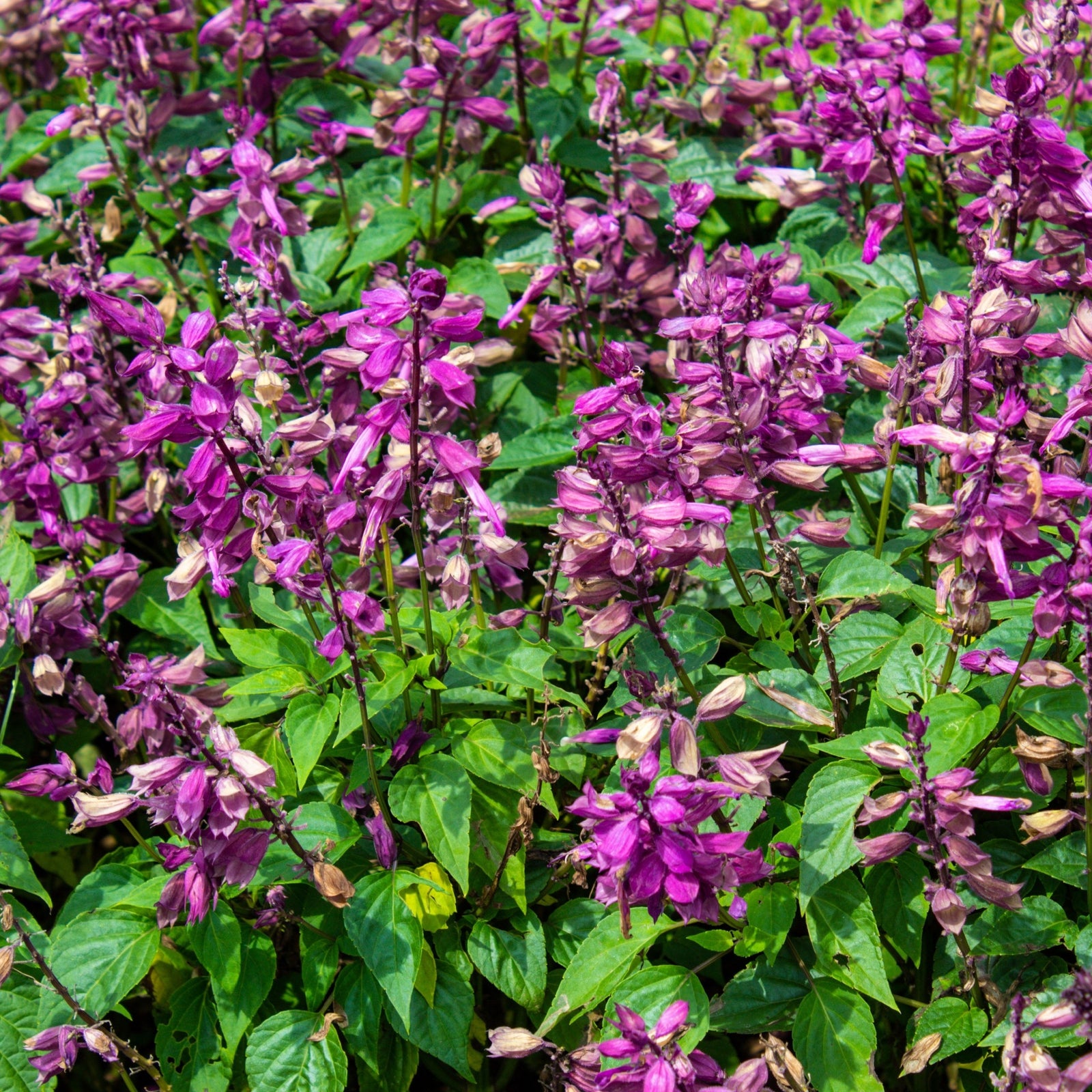 Salvia 'Love and Wishes' 9cm features vibrant purple blooms and lush green foliage, flourishing as a striking perennial in bright outdoor sunlight.