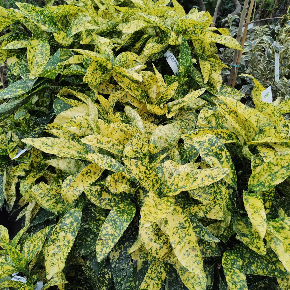 Aucuba &#39;Golden Girl&#39; 9cm features dense clusters of green leaves with vibrant golden-yellow spots. Some white plant tags are partially visible among the lush evergreen foliage.
