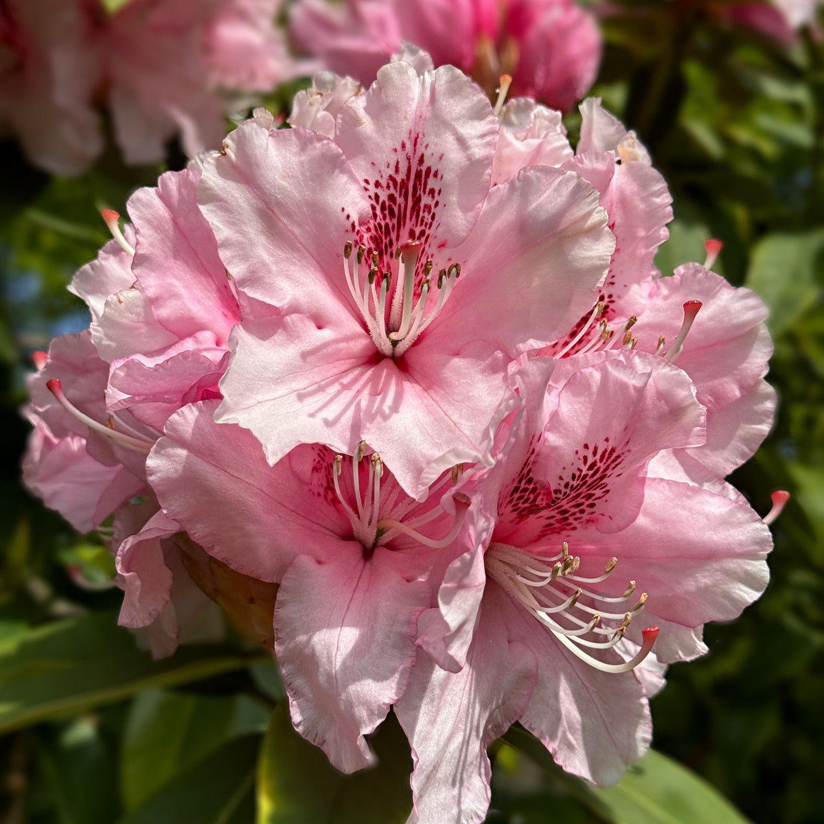 Rhododendron hybride &#39;Dr. A Schweitzer&#39; 5L (60-70cm inc. pot)