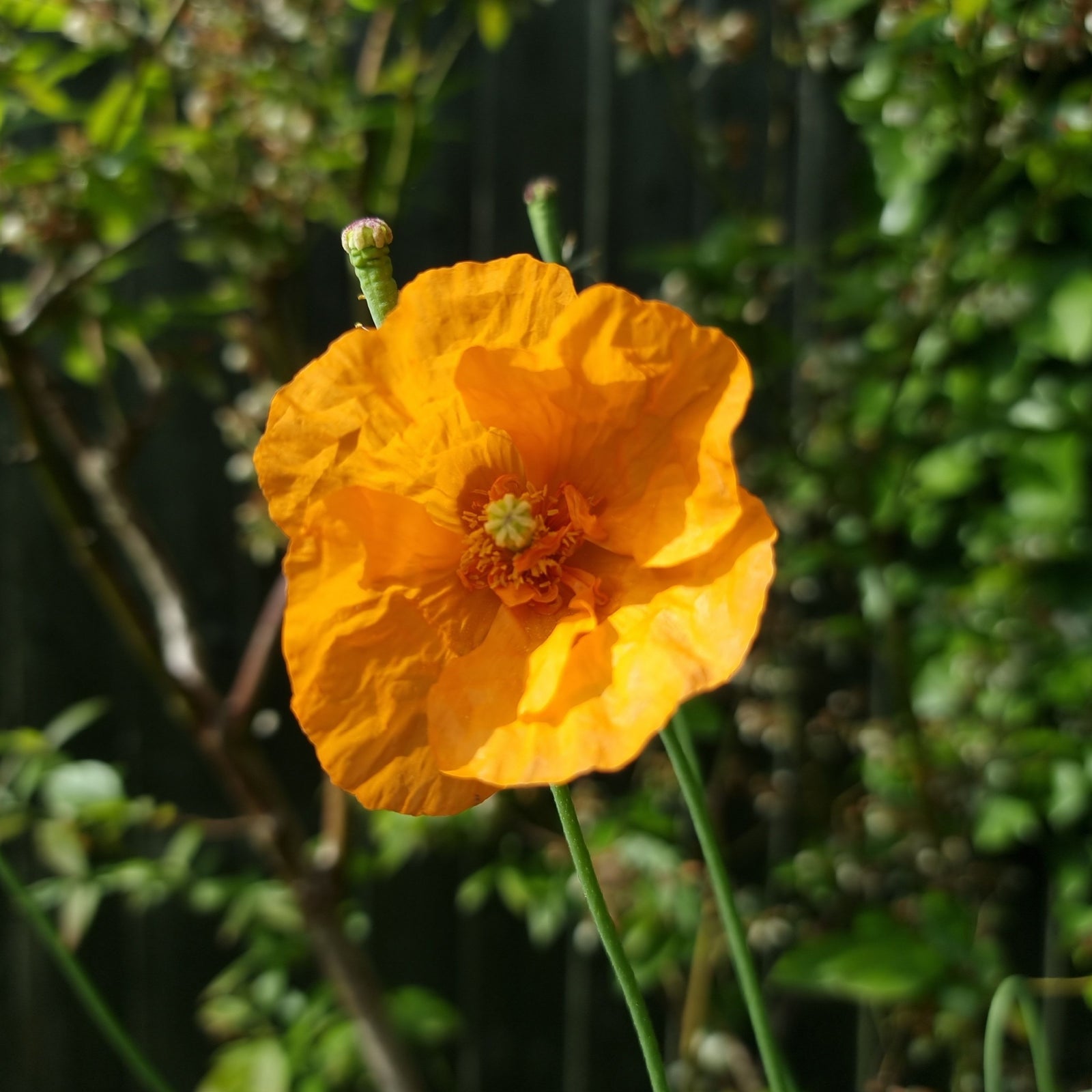 Papaver 'Orange Feathers' (Poppy) 9cm