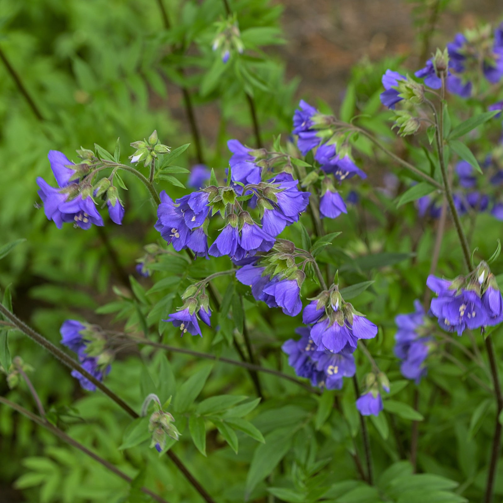 Polemonium 'Heaven Scent' (Jacob’s Ladder) 9cm/2L features clusters of vibrant blue-purple, bell-shaped flowers blooming among green foliage, perfect for adding color to your garden.