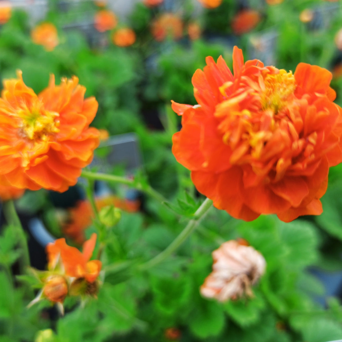 Geum &#39;Orange Pumpkin&#39; 2L