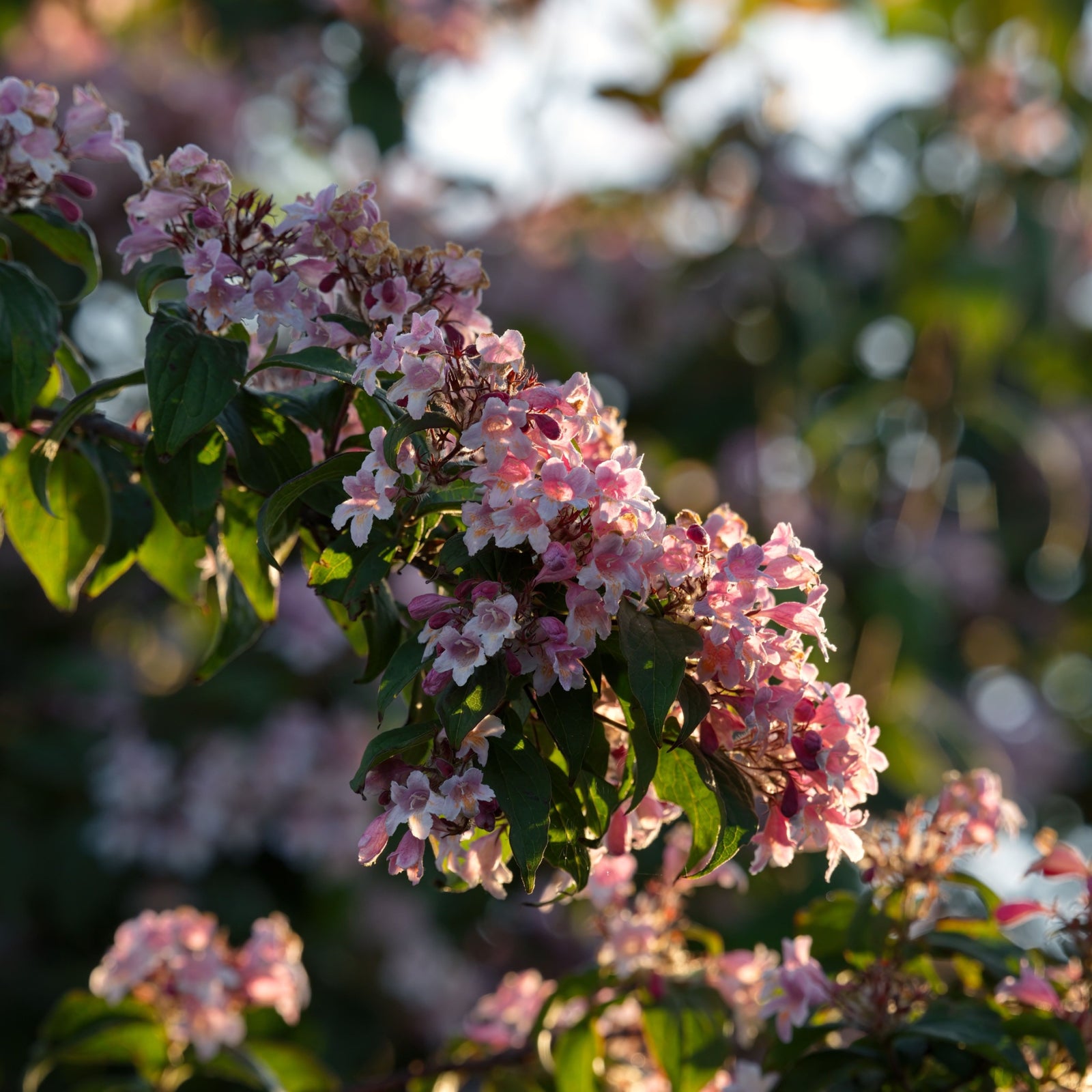 Close-up of pink flowers with yellow centers on the Weigela 'Pink Poppet' 9cm shrub, set against green leaves and captured in bright sunlight.