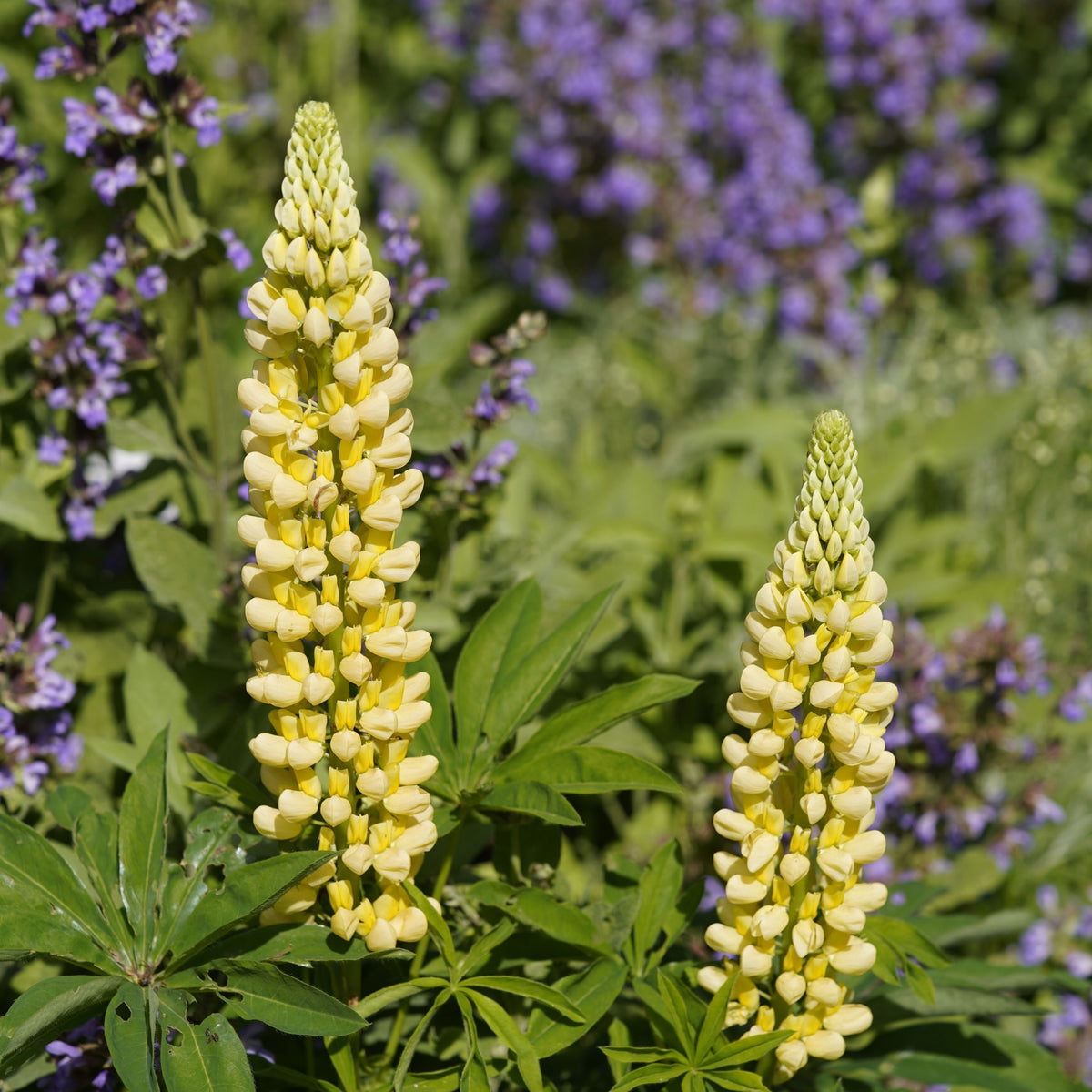 Lupin Chandelier 9cm