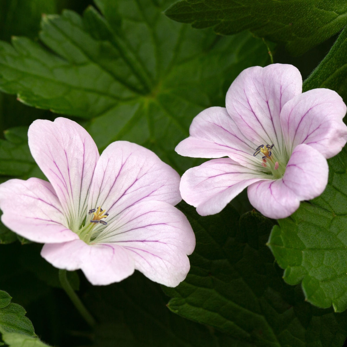 Geranium &#39;Dreamland&#39; 9cm/2L features pale pink, pollinator-friendly flowers with purple veins and yellow centers, set among green, serrated leaves. This charming perennial enhances gardens while attracting beneficial insects.