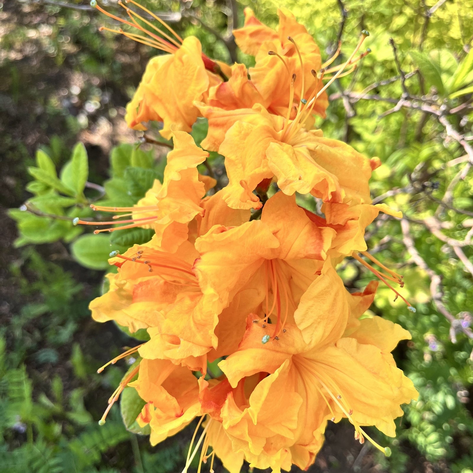 Azalea knaphill 'Golden Eagle' 5L (80-90cm inc. pot) features vibrant orange blooms amid green leaves, with sunlight illuminating the petals.