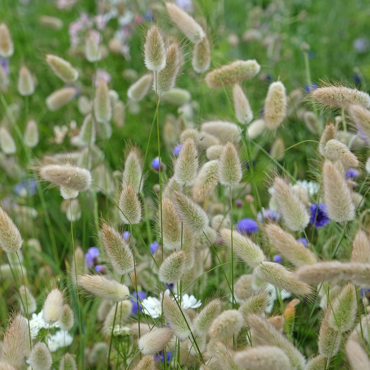 A close-up of Lagurus Bunny Tails 9cm ornamental grass with soft, fluffy plumes, accented by small purple and white wildflowers in a lush green meadow, evokes a vibrant spring or summer scene.