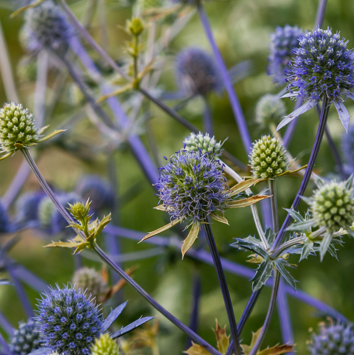 Eryngium planum 9cm