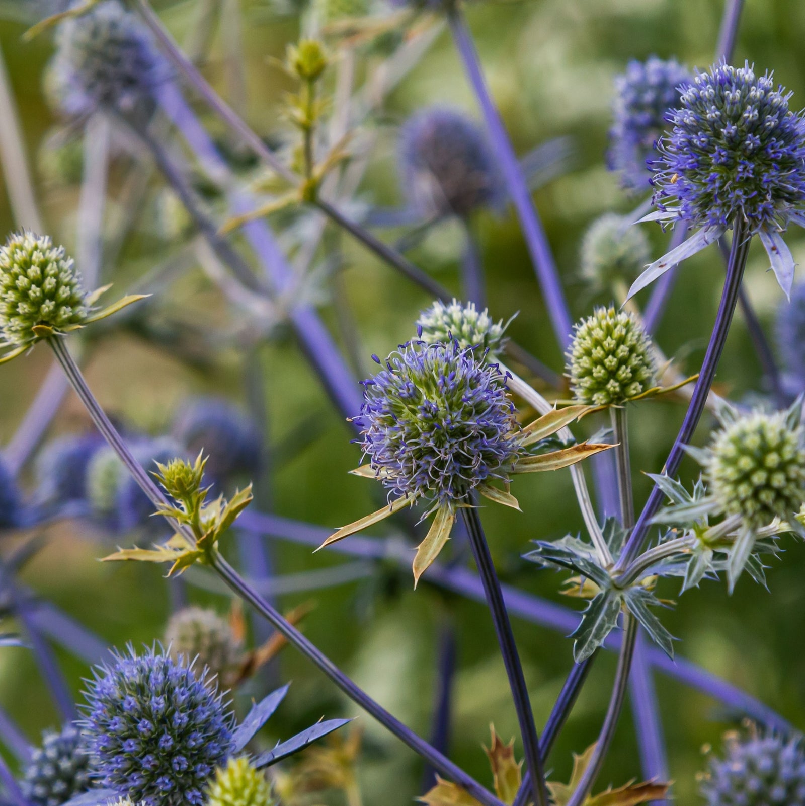 Eryngium planum 9cm