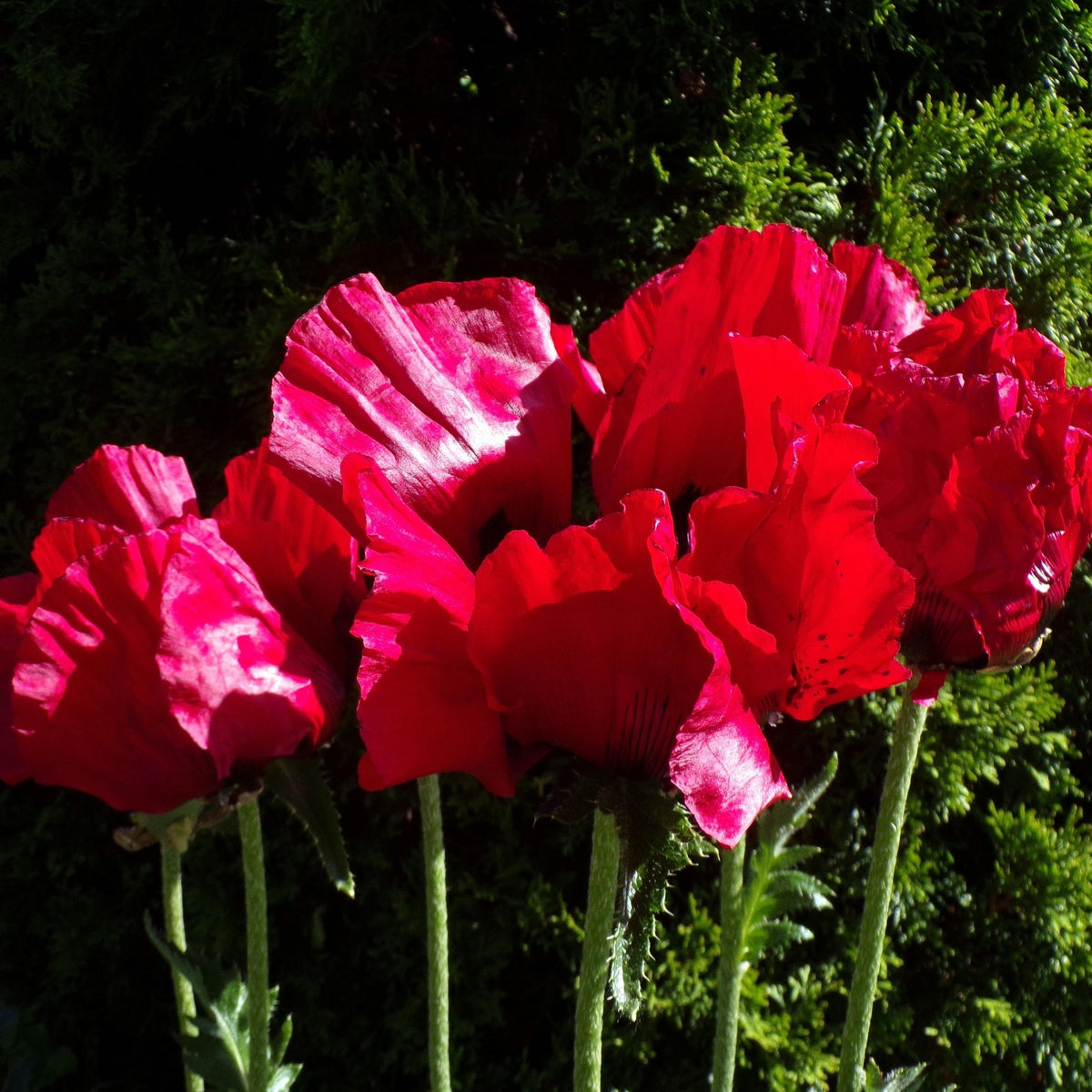 The Poppy Oriental 9cm features striking bright red ruffled petals that stand tall against green foliage. This classic herbaceous perennial thrives in full sun and adds vibrant color, beautifully illuminated by sunlight.