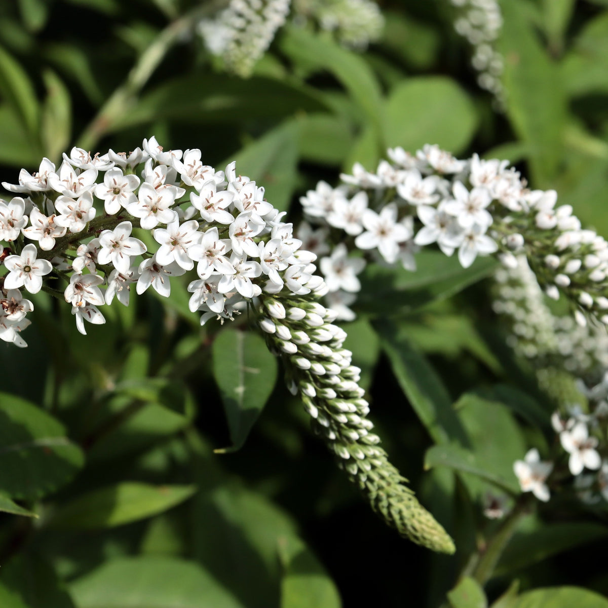 A close-up of Lysimachia clethroides 9cm shows clusters of small star-shaped blooms arching gracefully. This perennial is surrounded by green leaves, highlighting the beauty of Gooseneck Loosestrife in your garden.