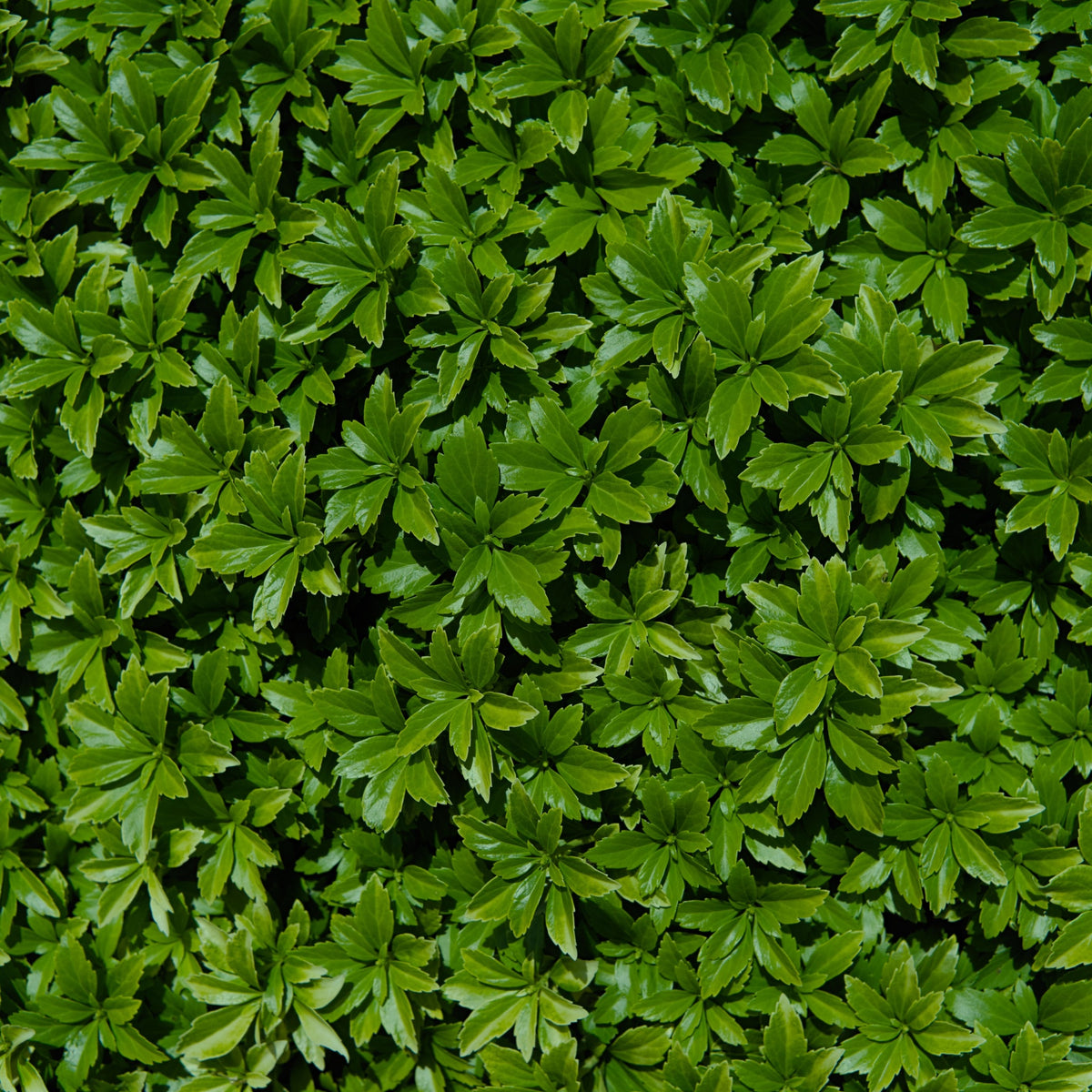 Pachysandra terminalis &#39;Green Carpet&#39; 9cm features dense, glossy green leaves in star-shaped whorls, creating a lush evergreen ground cover ideal for erosion control and adding fresh texture to your landscape.