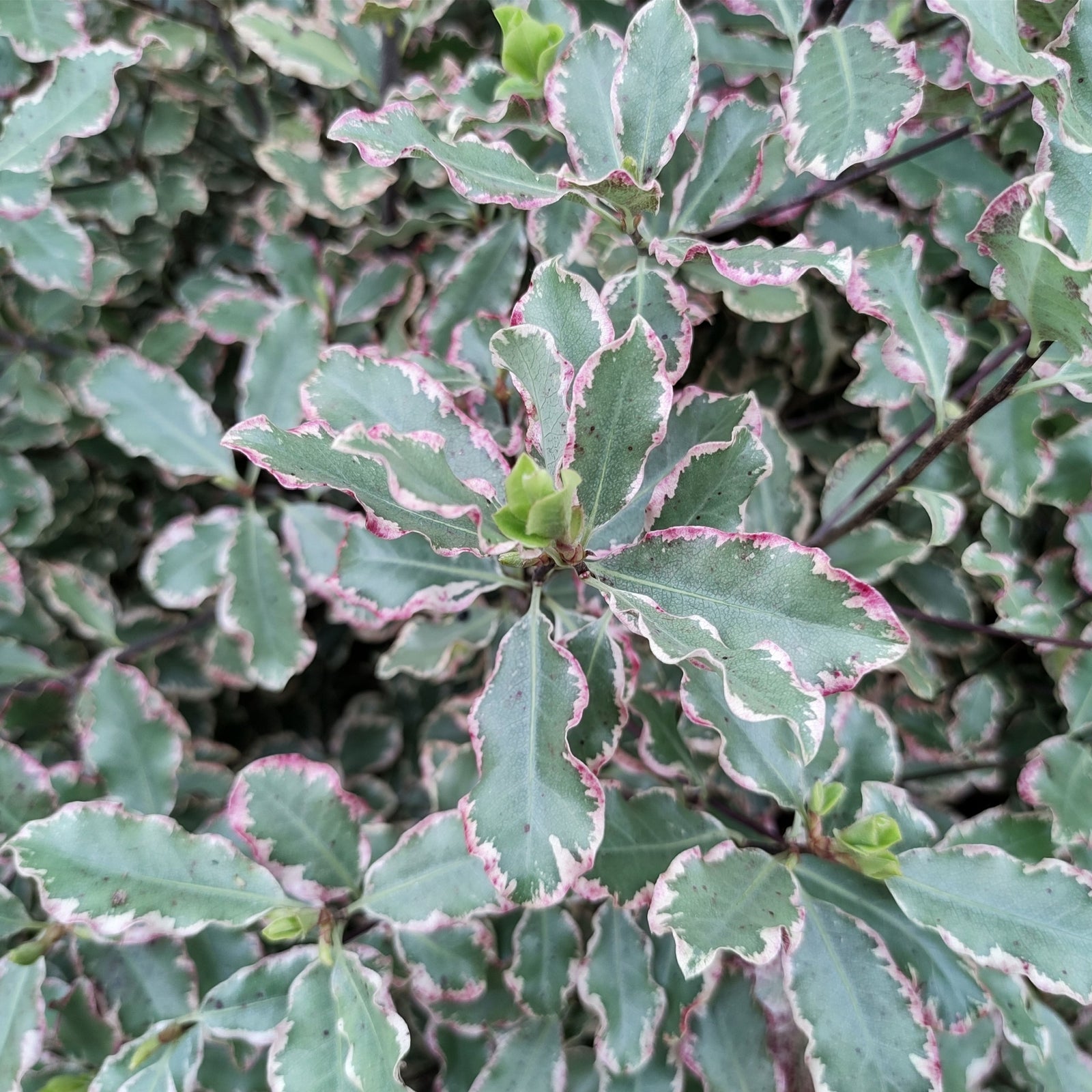 Pittosporum tenuifolium 'Elizabeth' 2L (70-80cm) is a dense evergreen shrub with wavy, green leaves edged in pinkish-white and new leaf buds at the center, creating a textured and colorful display.