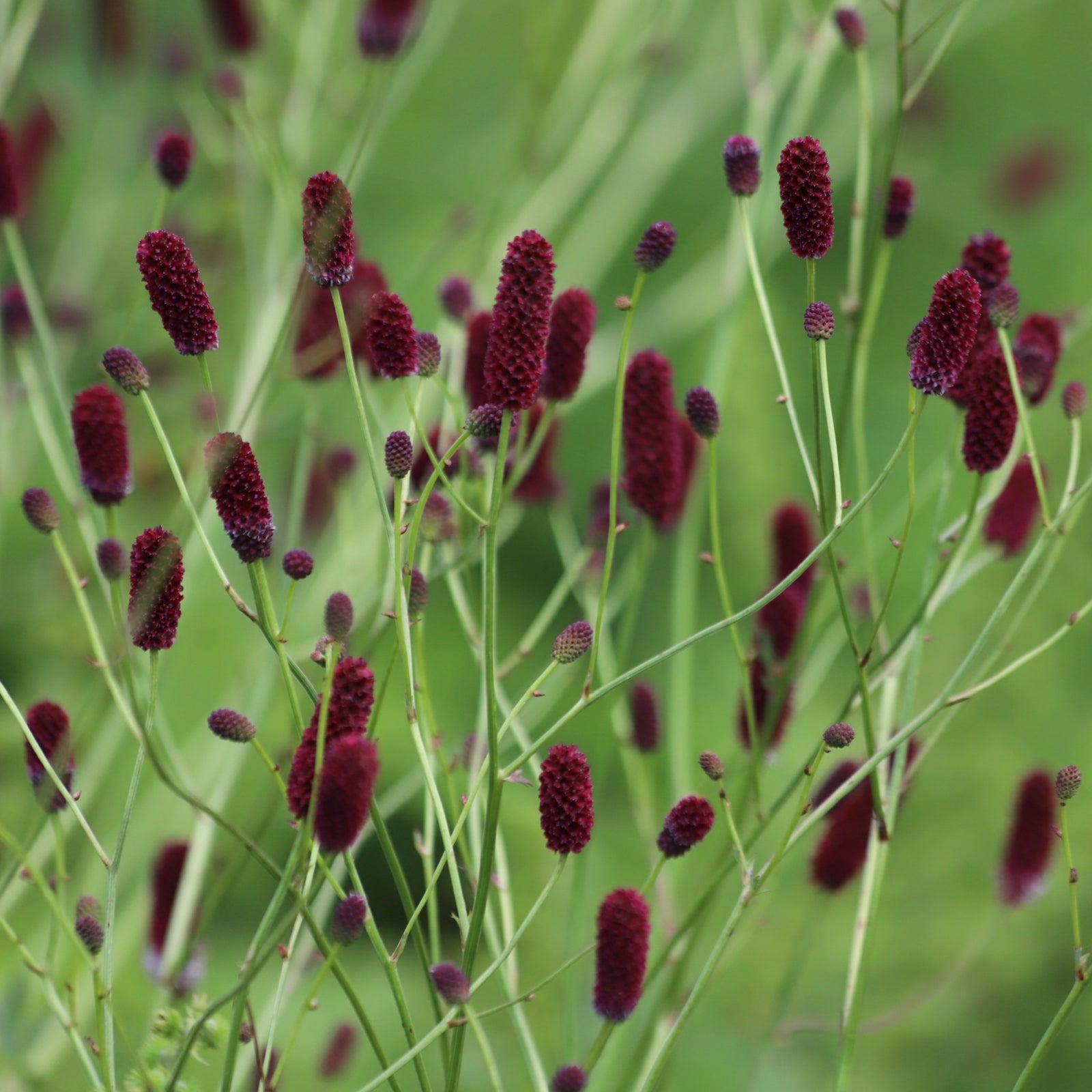 Tall, thin green stems of Sanguisorba officinalis (great burnet) with dark red flower heads grow beside the pink flower spikes of Sanguisorba Proud Mary 2L, set against a blurred green background.