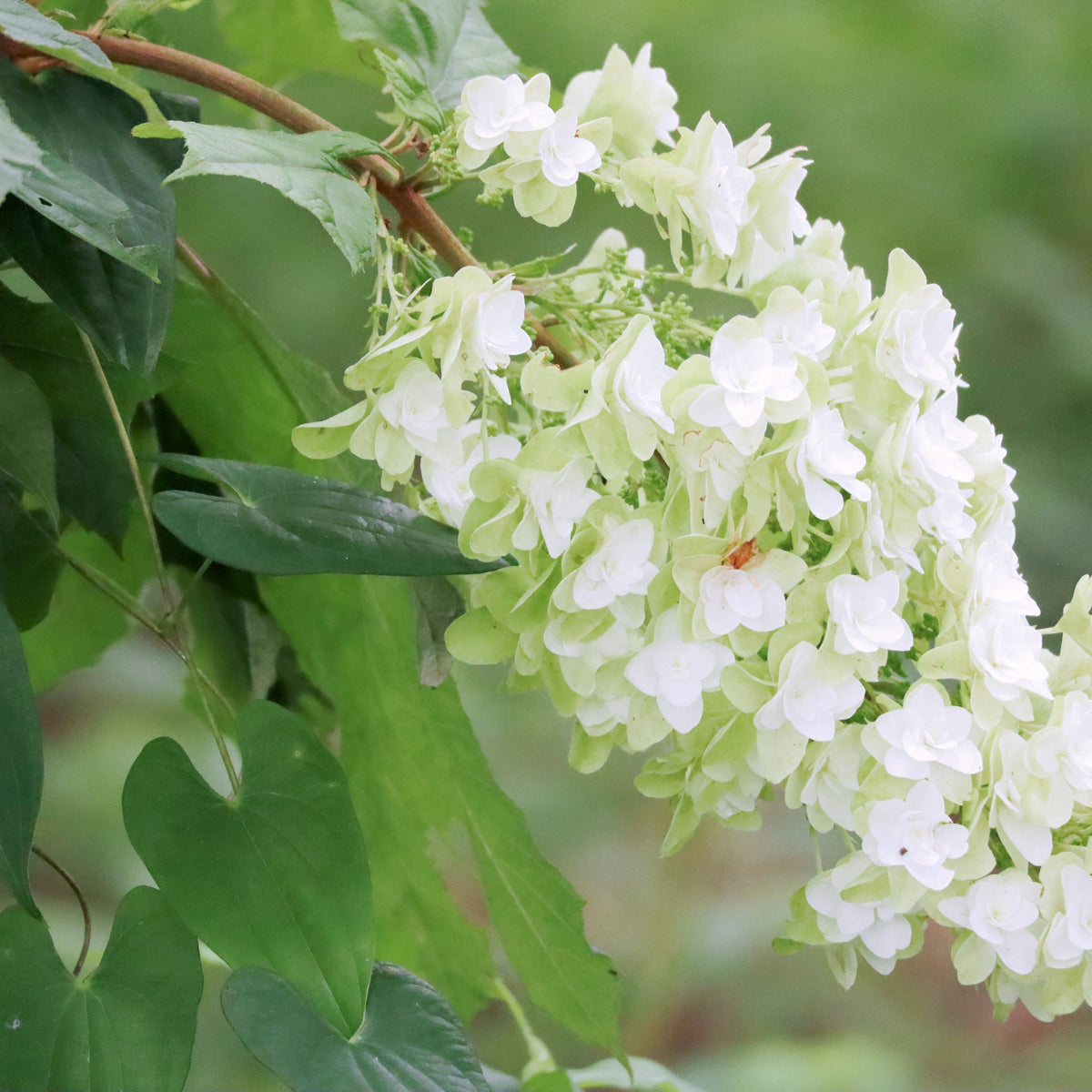 Hydrangea quercifolia &#39;Snow Flake&#39; (Oak Leaf Hydrangea) - 2.5L