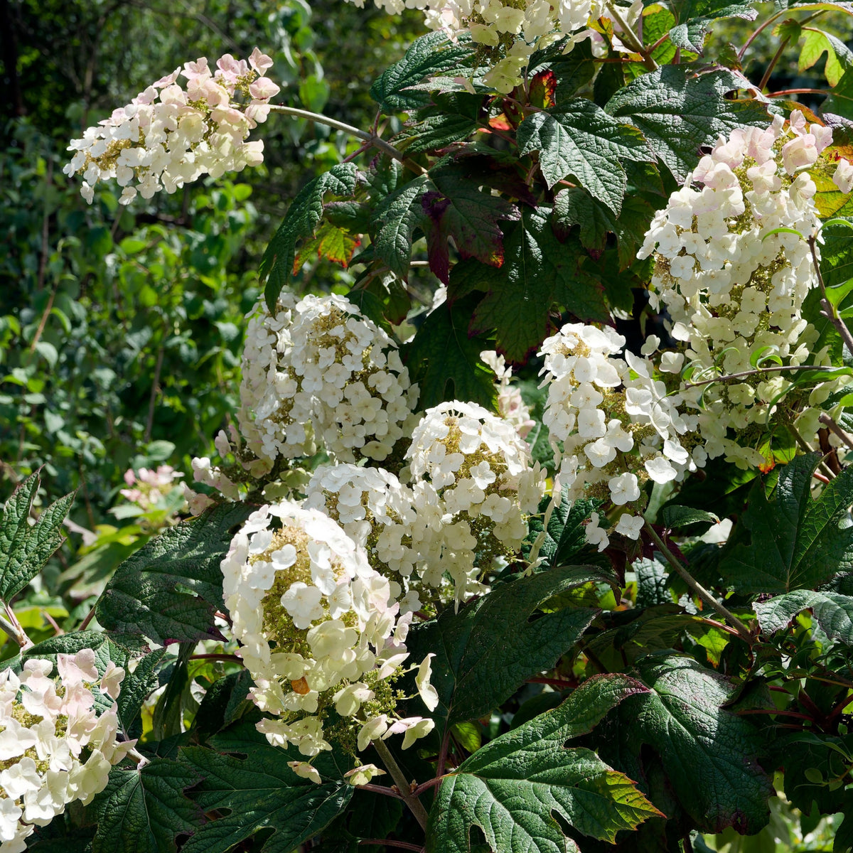 Clusters of white blooms adorn the Hydrangea quercifolia &#39;Burgundy&#39; (Oak Leaf Hydrangea) - 2.5L, standing out among its large, serrated green leaves, adding vibrancy and lush texture to any garden setting.
