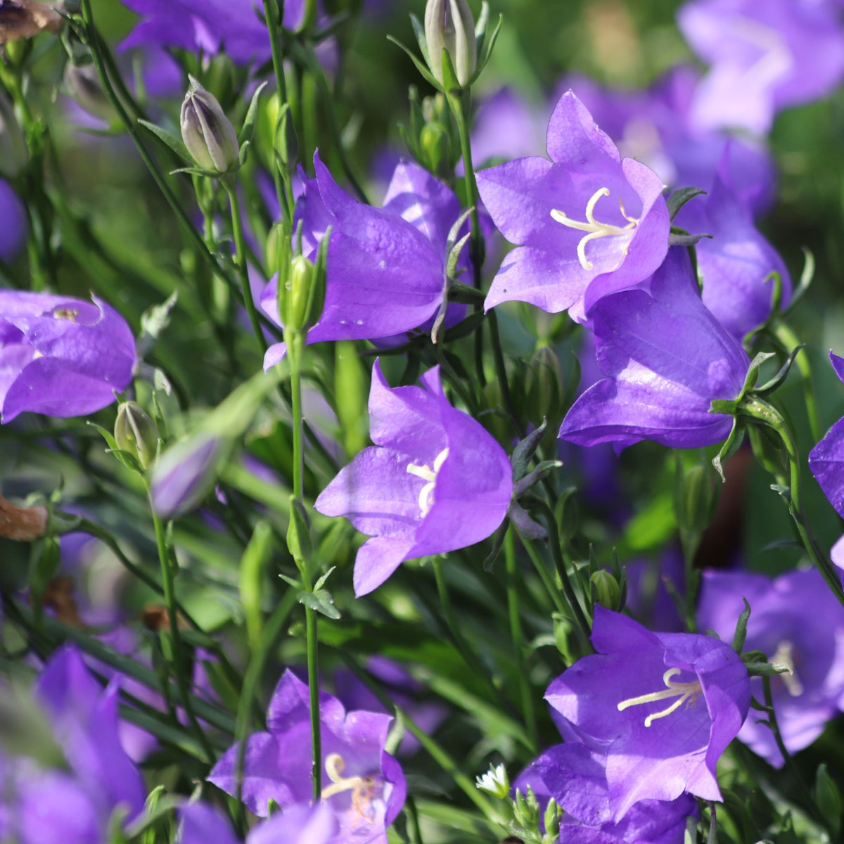Campanula persicifolia &#39;Caerulea&#39; - Blue 9cm / 2L
