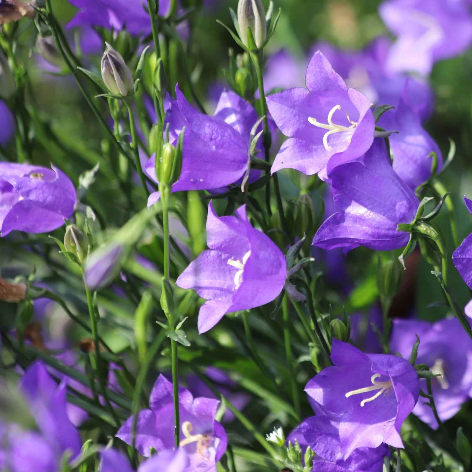 Campanula persicifolia 'Caerulea' - Blue 9cm / 2L