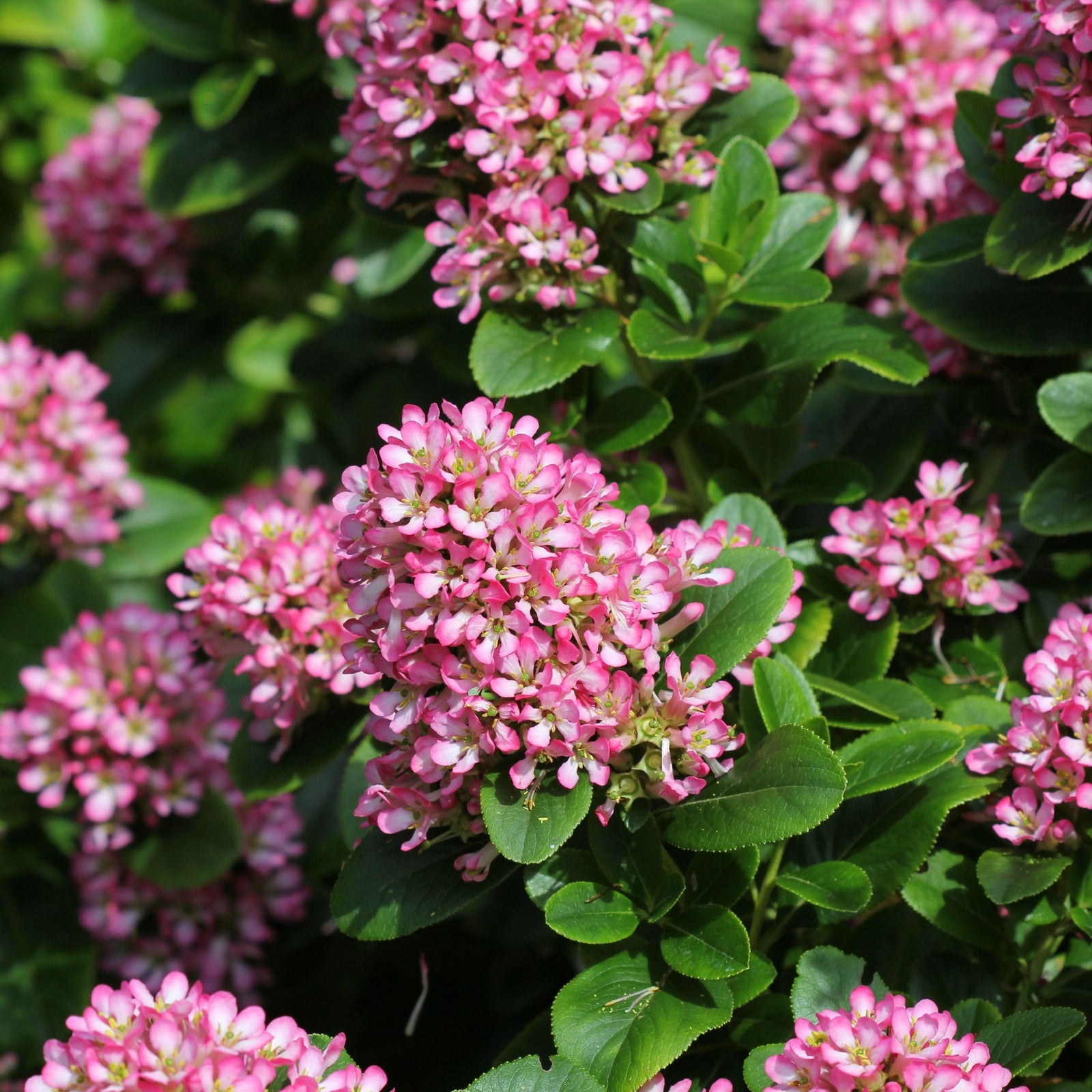 Clusters of small pink flowers with light green centers bloom among lush leaves in bright sunlight—distinctive features of the Escallonia 'Pink Elle' 9cm evergreen shrub.