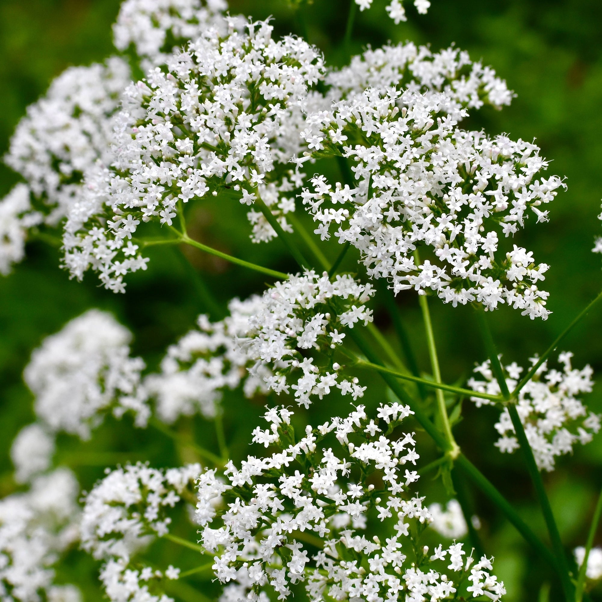 Centranthus rub. Albus 9cm