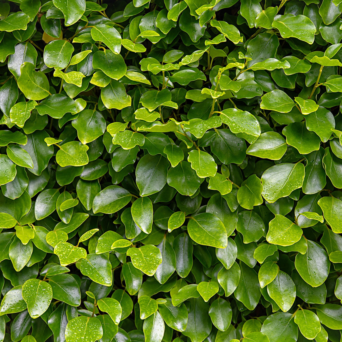A close-up of the 4-5ft Griselinia littoralis (120-150cm) 7L, prized for its lush foliage and popularity as an attractive evergreen hedge or privacy screen.